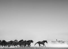 Photographie AMERICAN HORSE POWER 36x48 Chevaux sauvages moutons FORD BRONCO Non signée