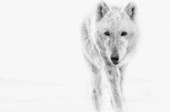 Arctic Wolf 20 x 30  Black and White Photography, Photograph by Shane Russeck