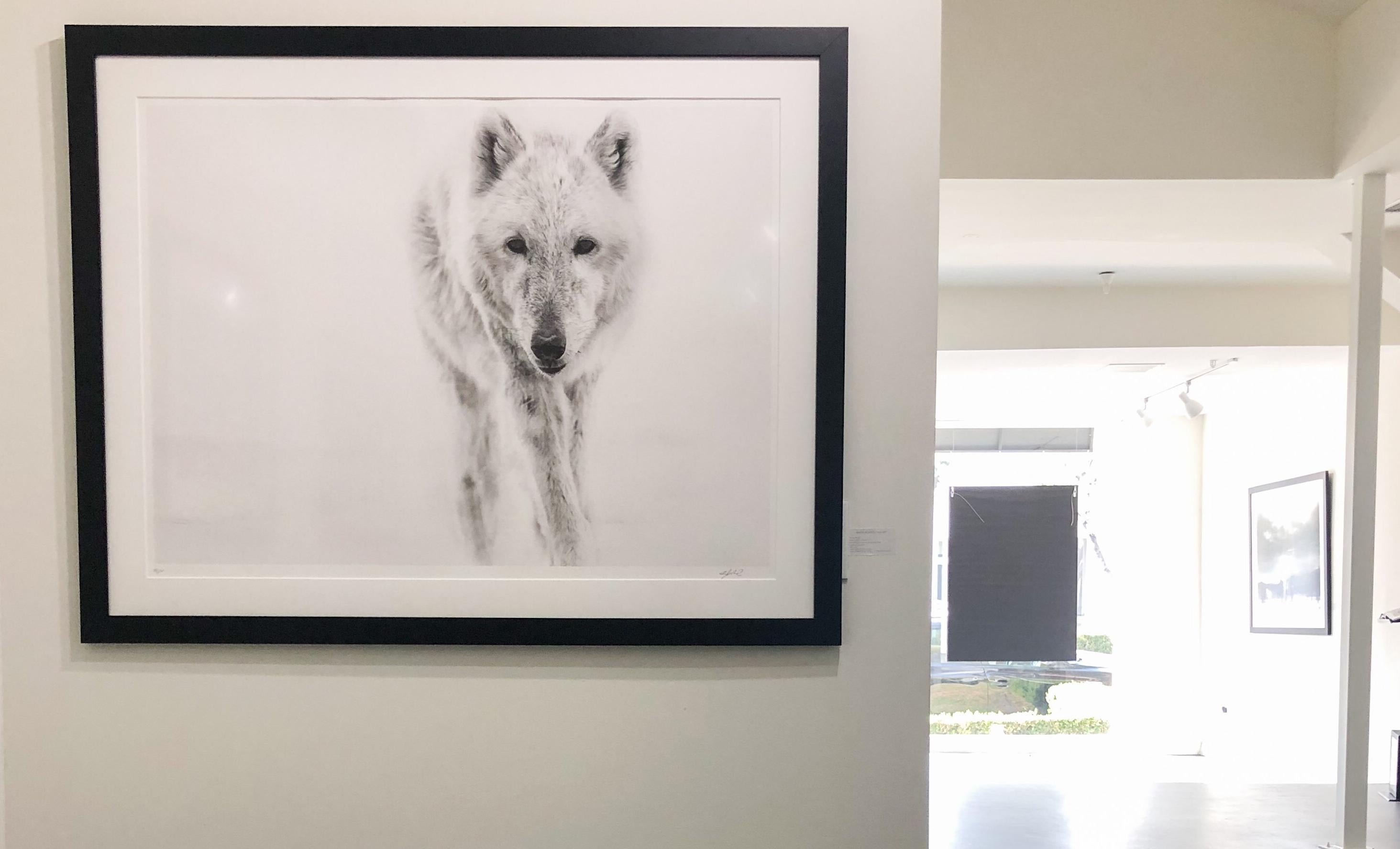 Voici une photographie contemporaine en noir et blanc d'un loup arctique, réalisée par le photographe animalier Shane Russeck.
Edition de 50 exemplaires. 
Signé par et numéroté
Imprimé sur du papier d'archives avec des encres d'archives.