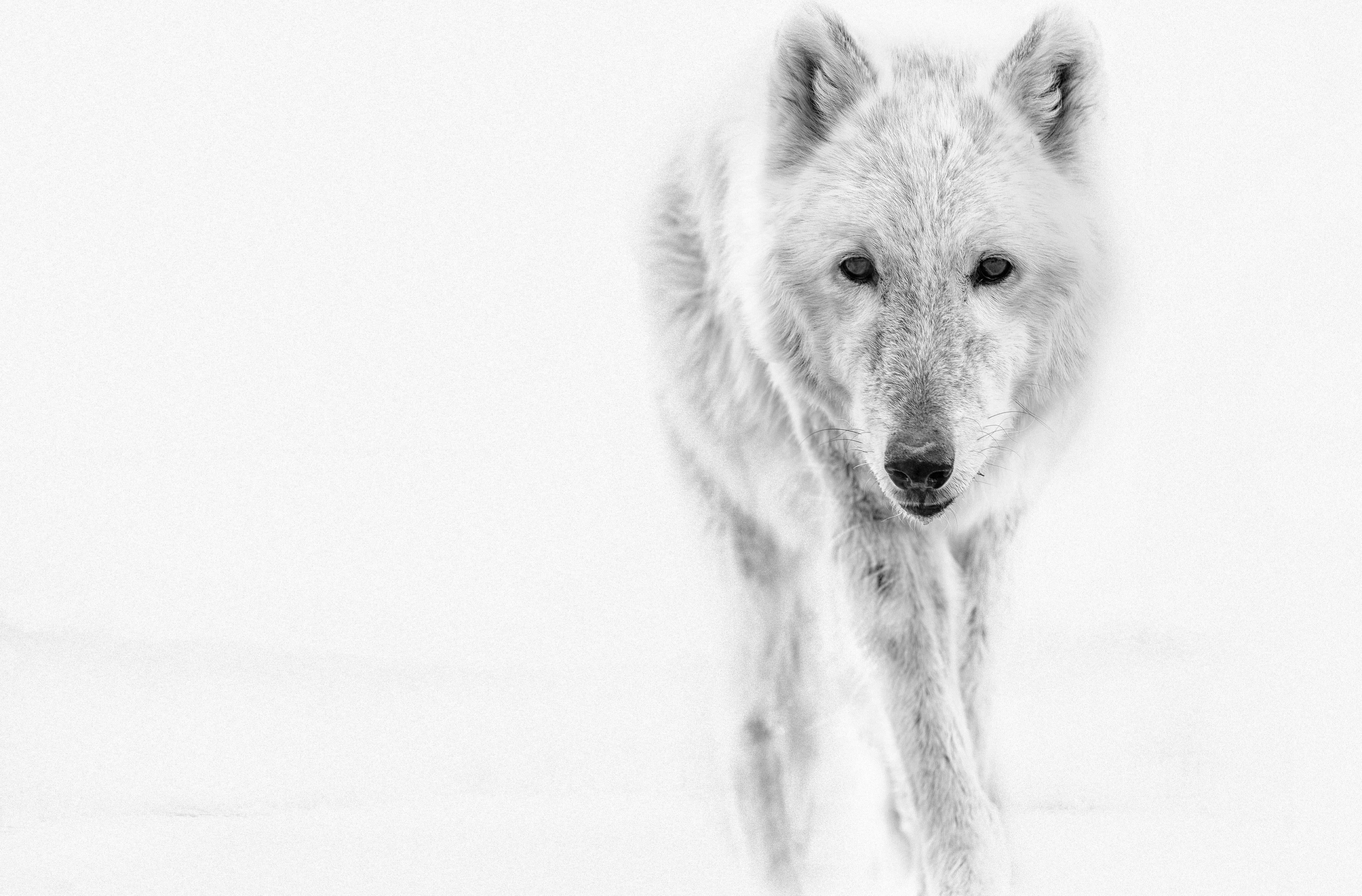 Il s'agit d'une photographie contemporaine en noir et blanc d'un loup arctique.
Imprimé sur du papier d'archives en utilisant uniquement de l'encre d'archives. 
Encadrement disponible. Renseignez-vous sur les tarifs. 
Édition signée de 12