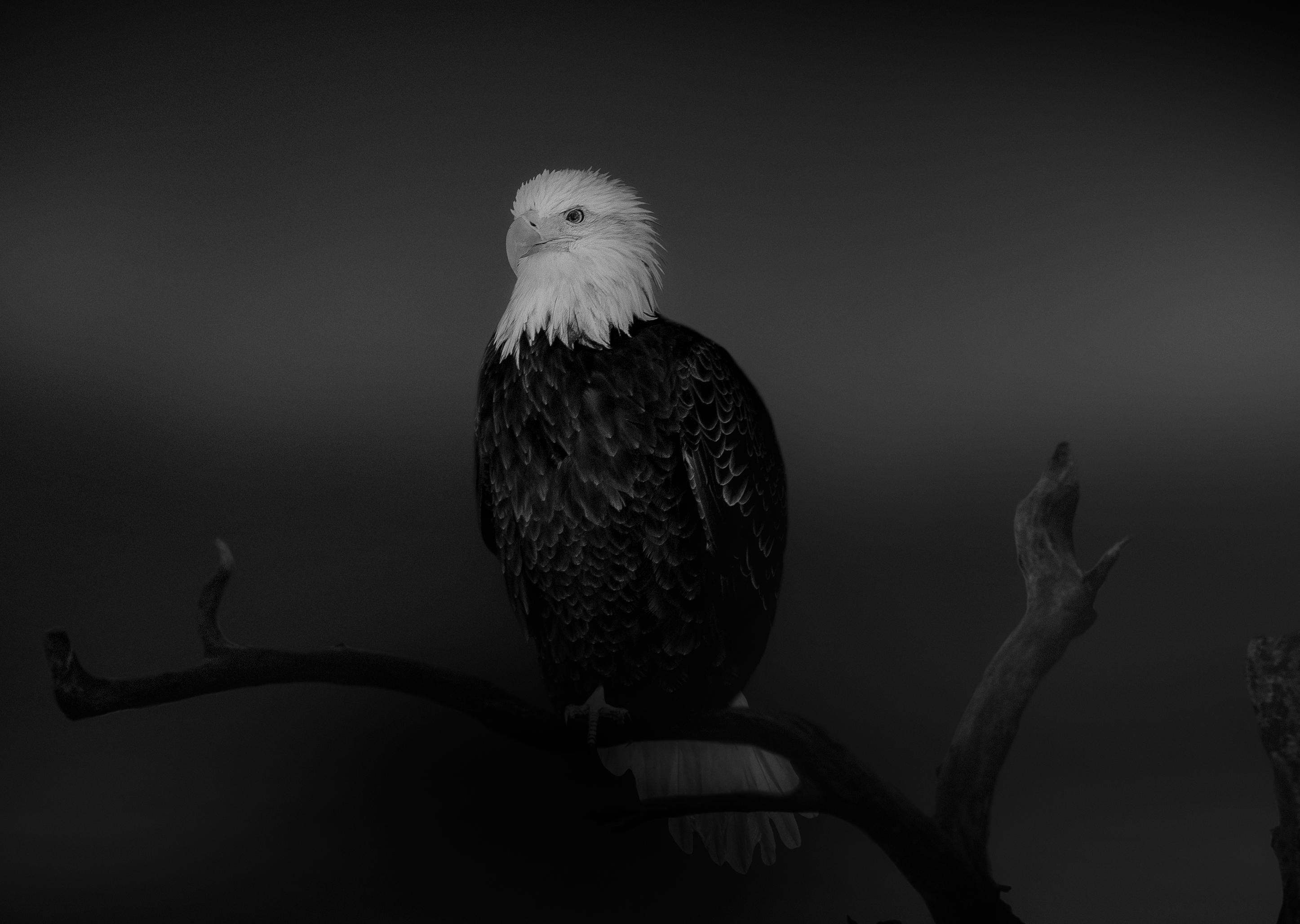 "Bald Eagle" 20x30 - Black & White Photography, Photograph by Shane Russeck