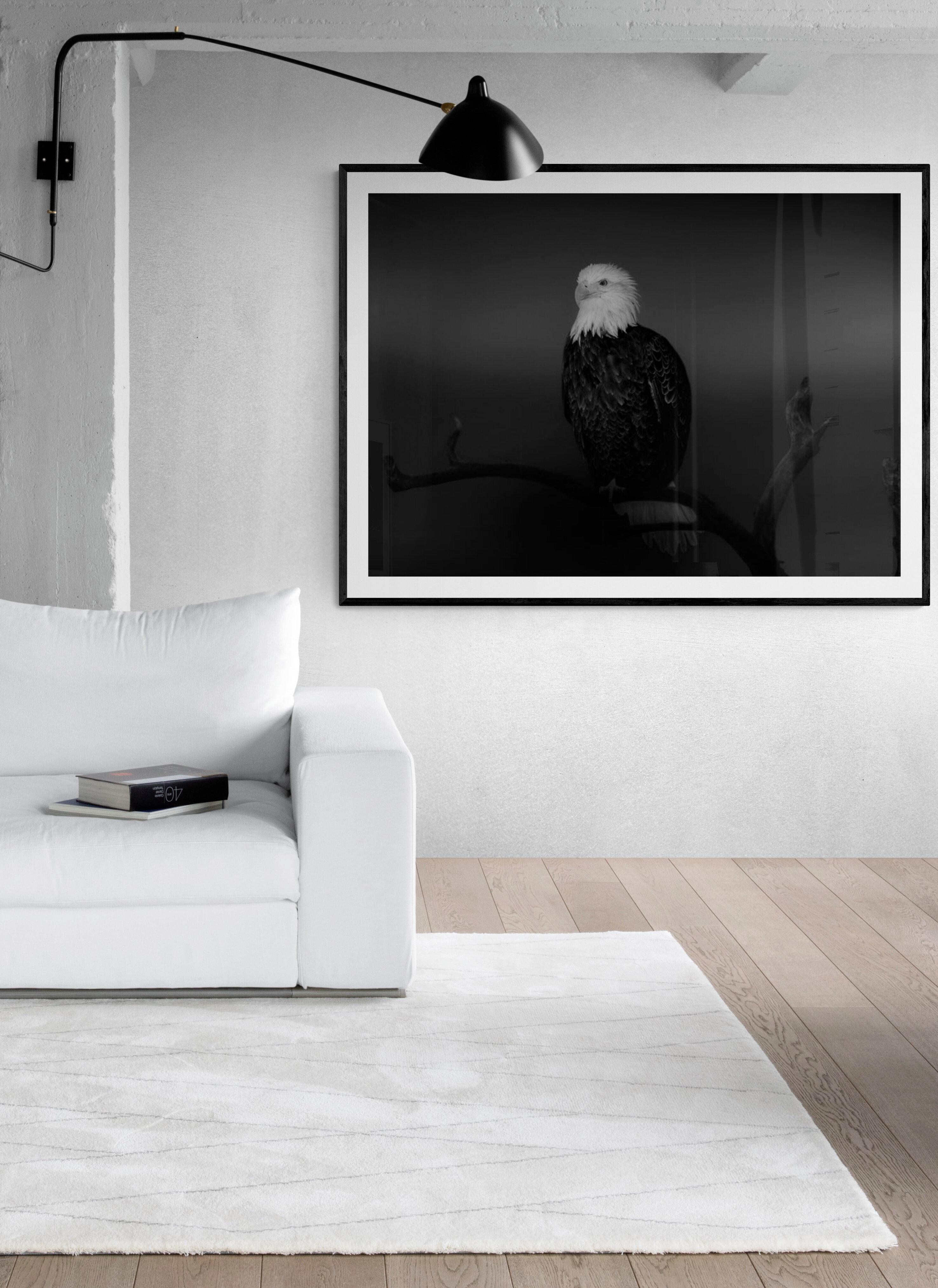 « Ball Eagle » 36x48 - Photographie en noir et blanc, photographie d'art - Noir Animal Print par Shane Russeck