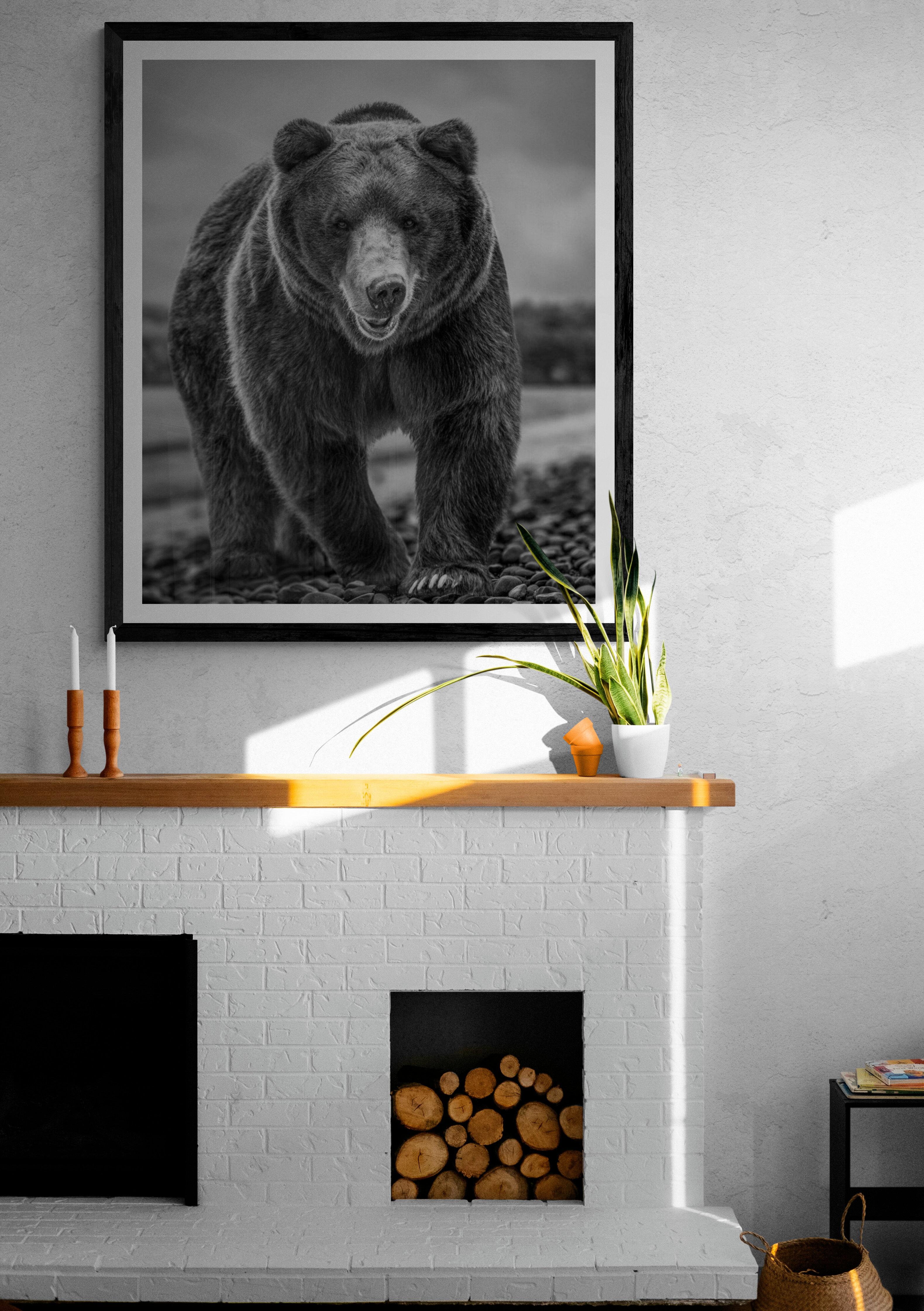 La plage d'ours 36x48  Photographie d'ours en noir et blanc, photographie d'ours gris - Print de Shane Russeck