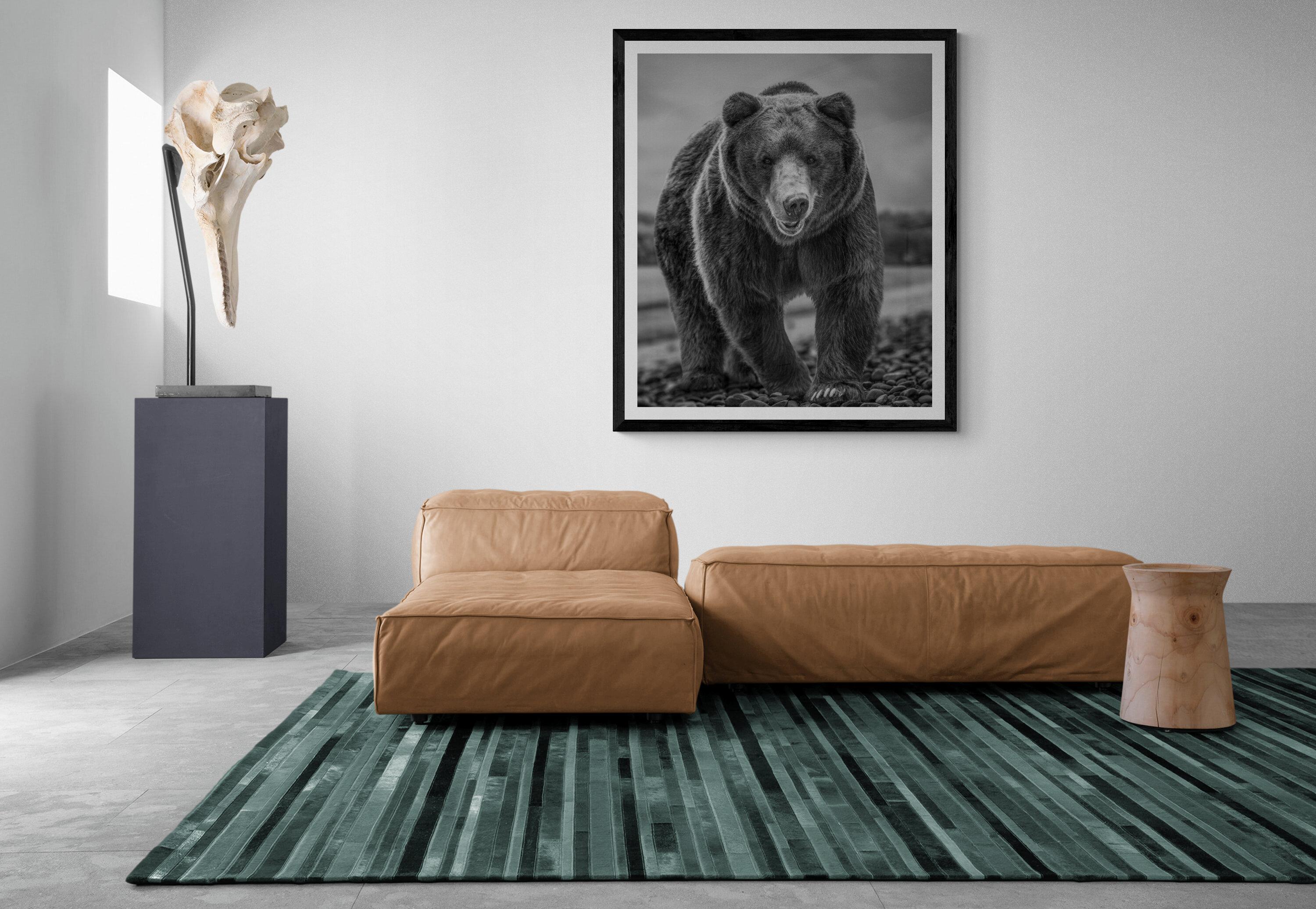 Photographie Bear Beach - 48x36 noir et blanc, ours brun, Grizzly Bear non signé 1