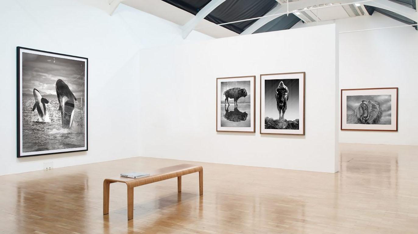 Bear Beach - 48x36 Black & White Photography, Brown, Grizzly Bear Unsigned en venta 1