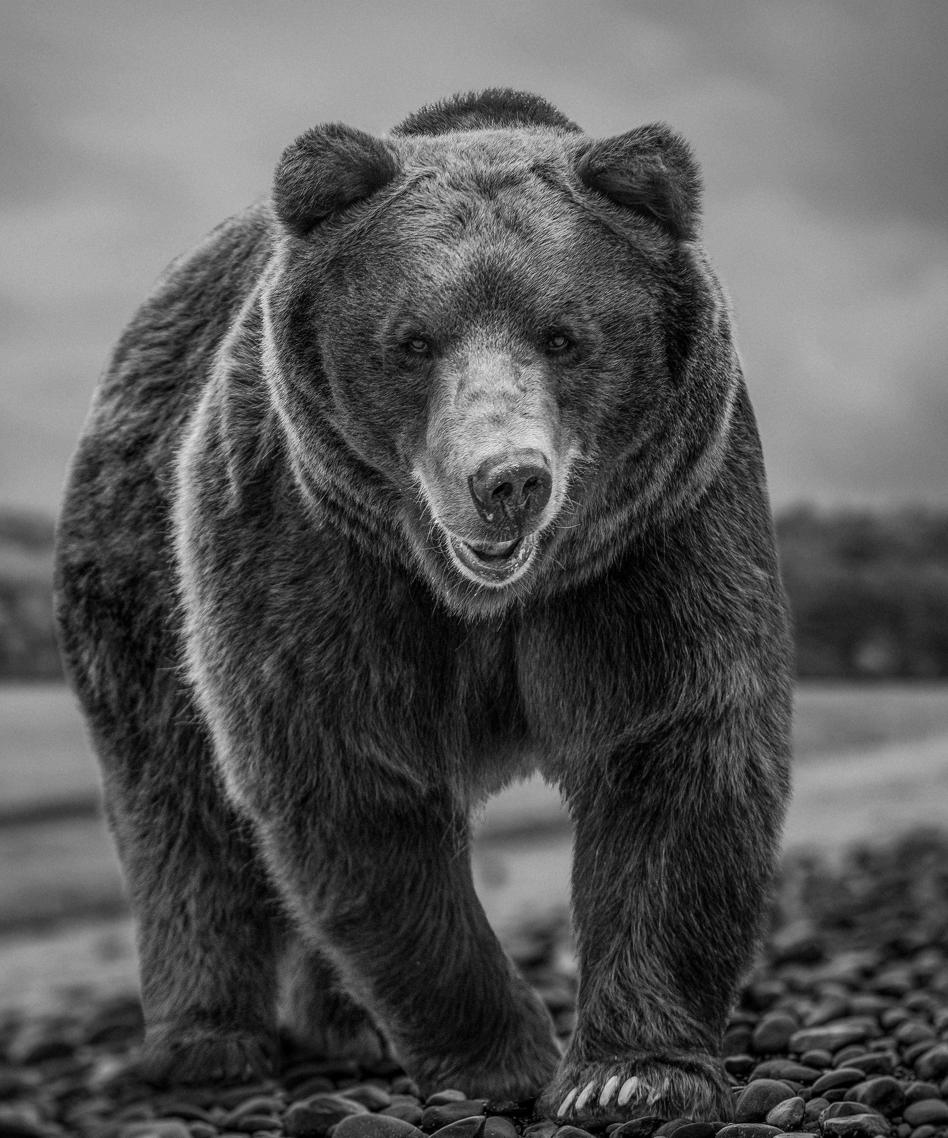 Black and White Photograph Shane Russeck - Photographie Bear Beach - 48x36 noir et blanc, ours brun, Grizzly Bear non signé