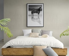 "Belle Starr" 36x48 - Black & White Photography of Wild Horse Mustang Unsigned