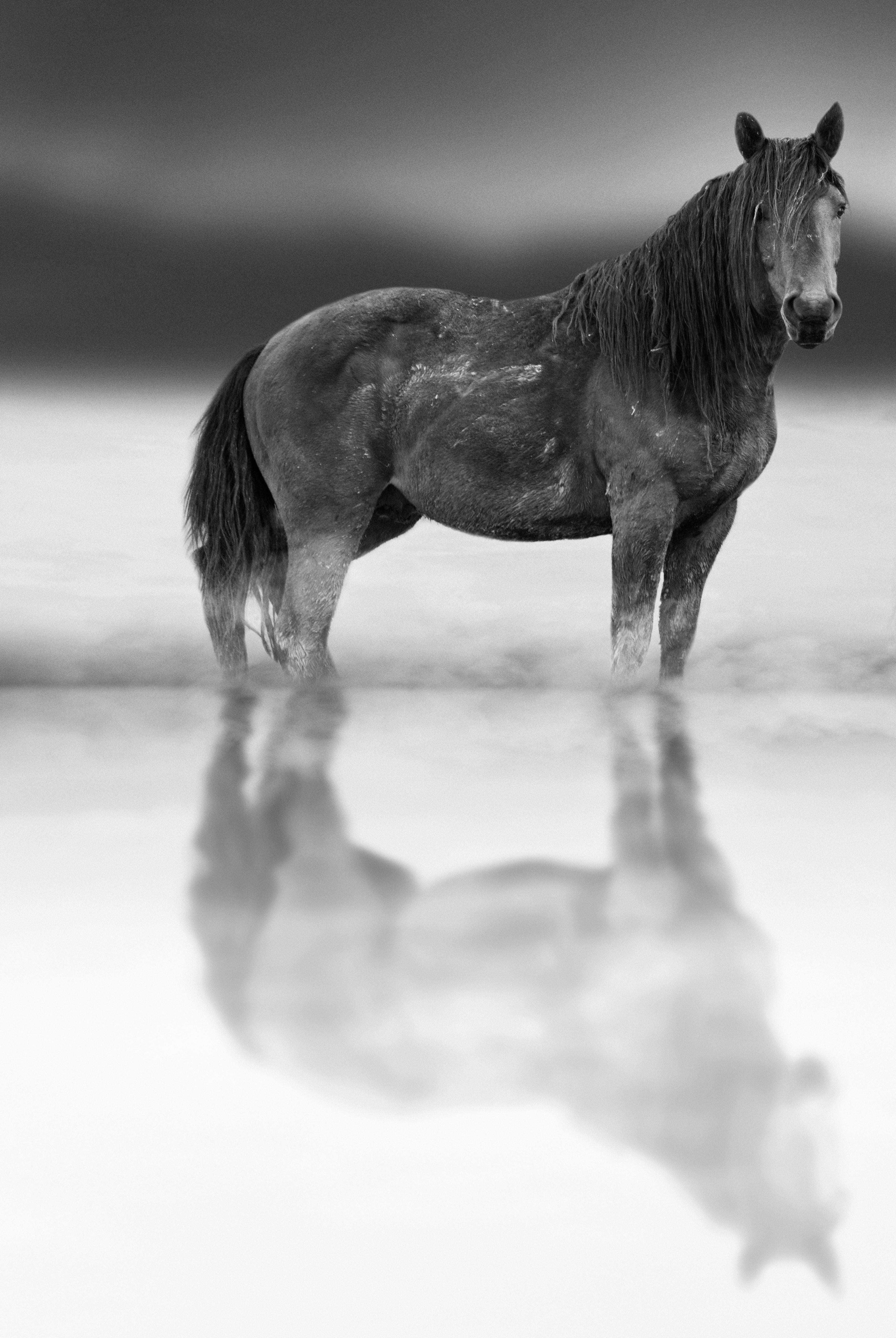 Animal Print Shane Russeck - « Belle Starr » 36x48  Photographie en noir et blanc d'un cheval sauvage  Mustang Non signé