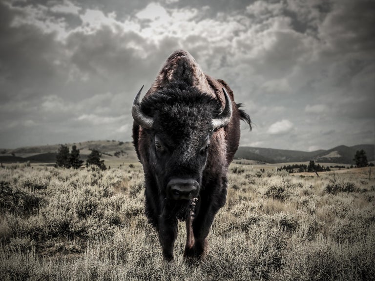 Shane Russeck Animal Print - "Bison" 36x48 - Bison, Buffalo Photography Fine Art Photograph Print Unsigned