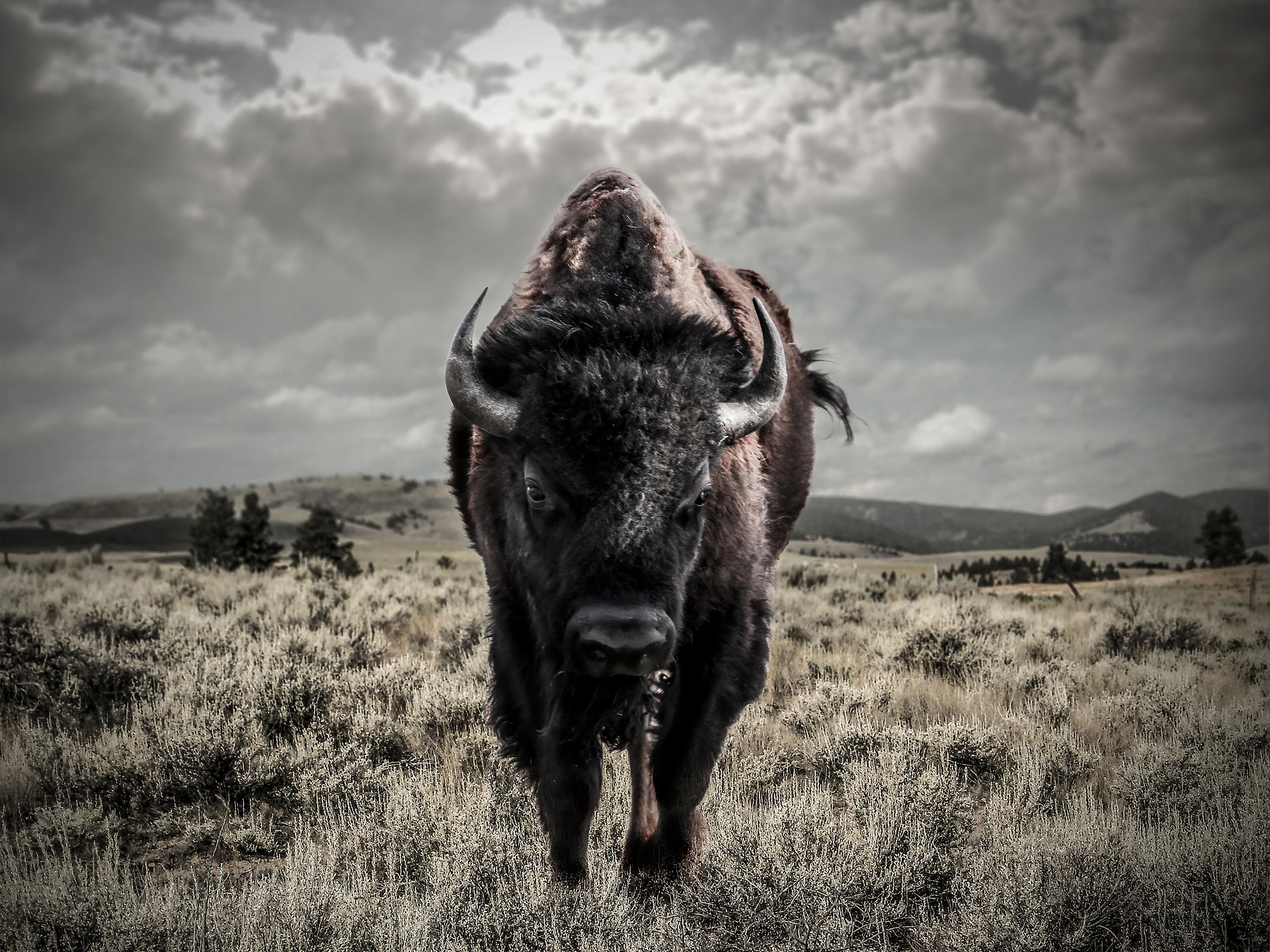 Shane Russeck Black and White Photograph - "Bison" 36x48 - Black & White Photography, Buffalo, Bison 