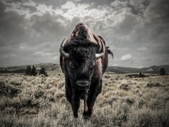 "Bison" 36x48 - Black & White Photography, Buffalo, Bison 
