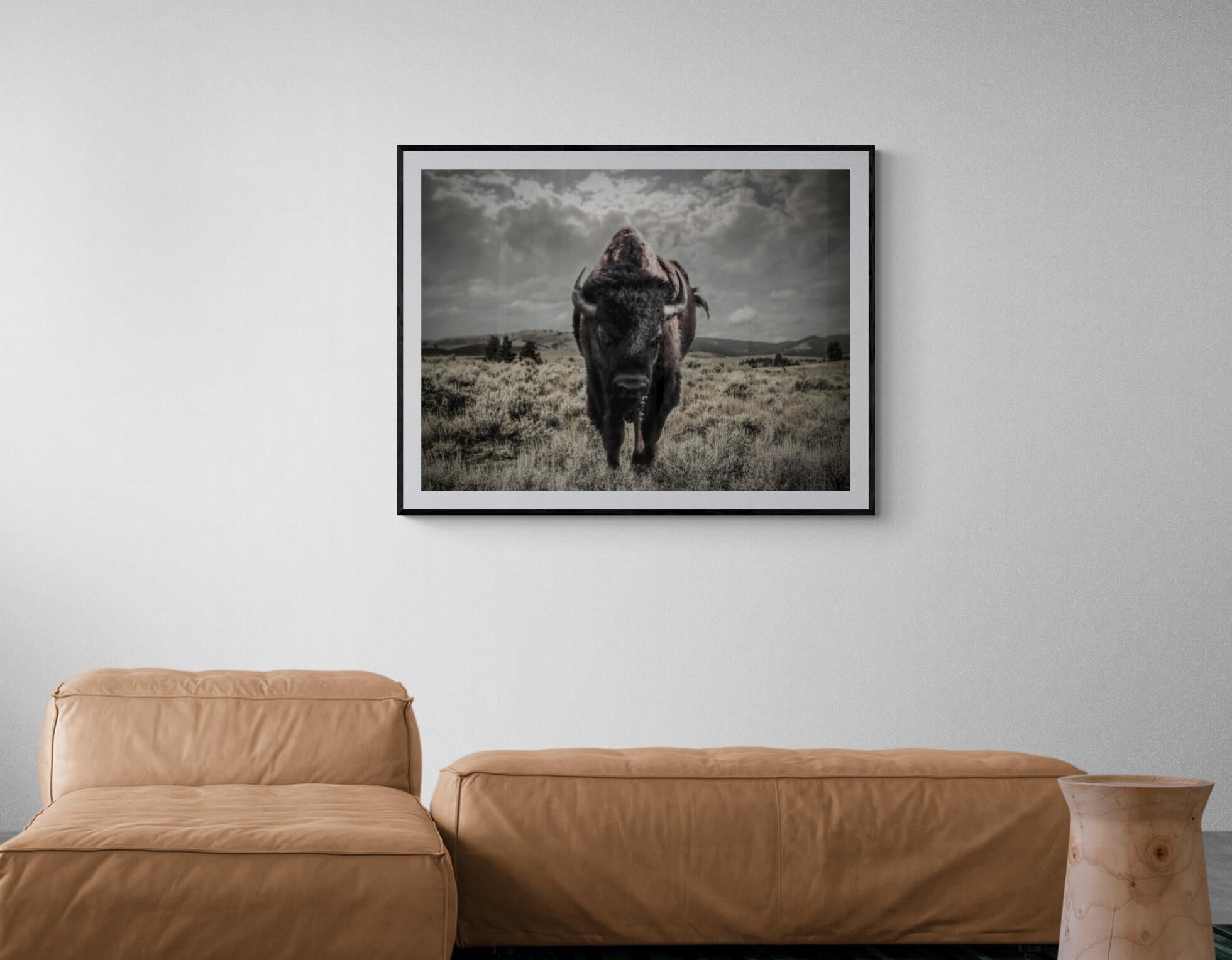 «ison » 40x50 -  Photographie Bison non signée Impression Buffalo Art 1