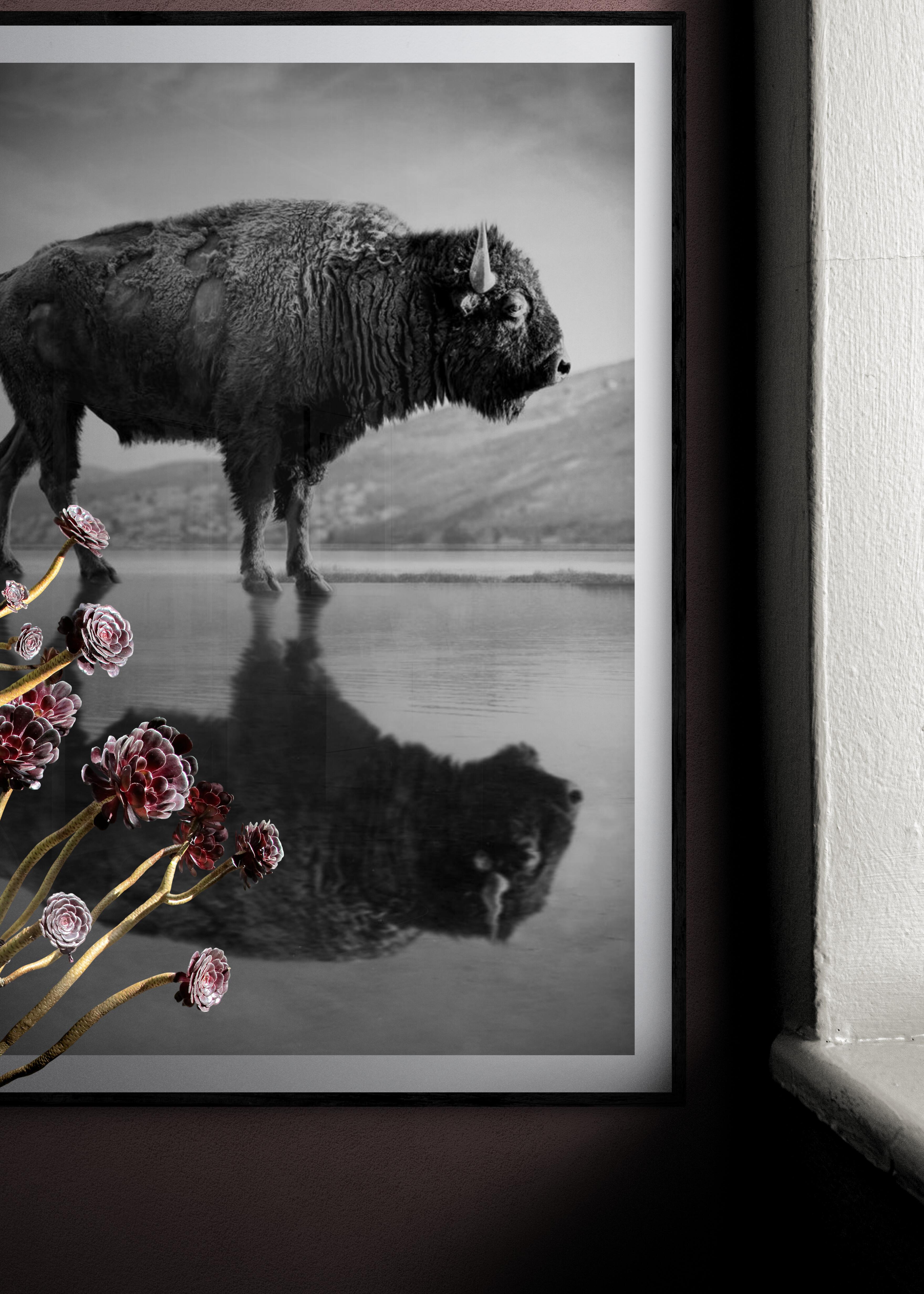 Photographie de buffle Bison « Old World » en noir et blanc, 60x40 - Print de Shane Russeck