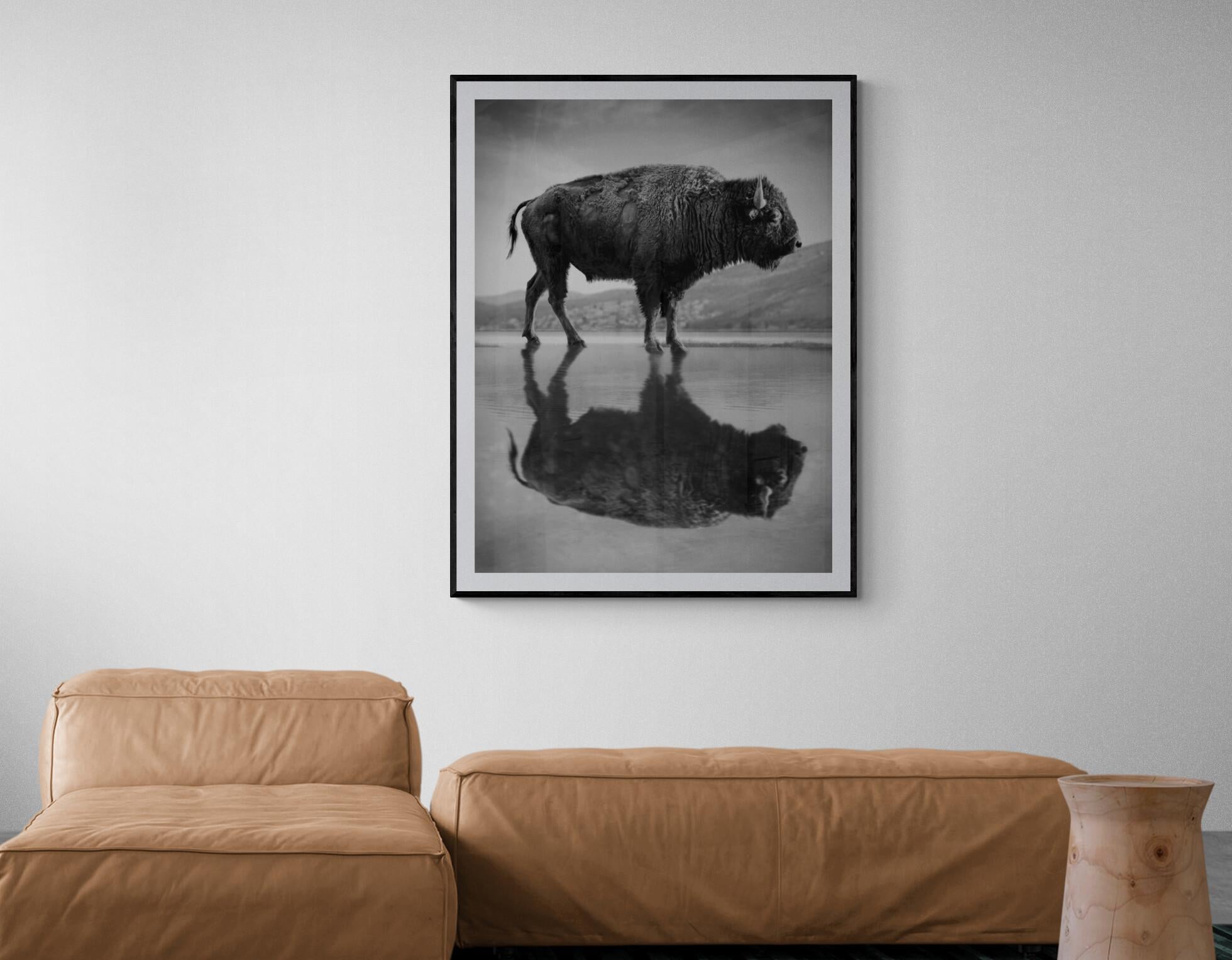black and white bison photography