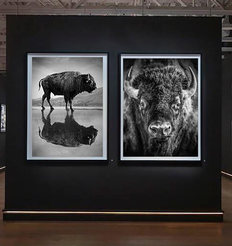Photographie de buffle Bison « Old World » en noir et blanc, 60x40 2