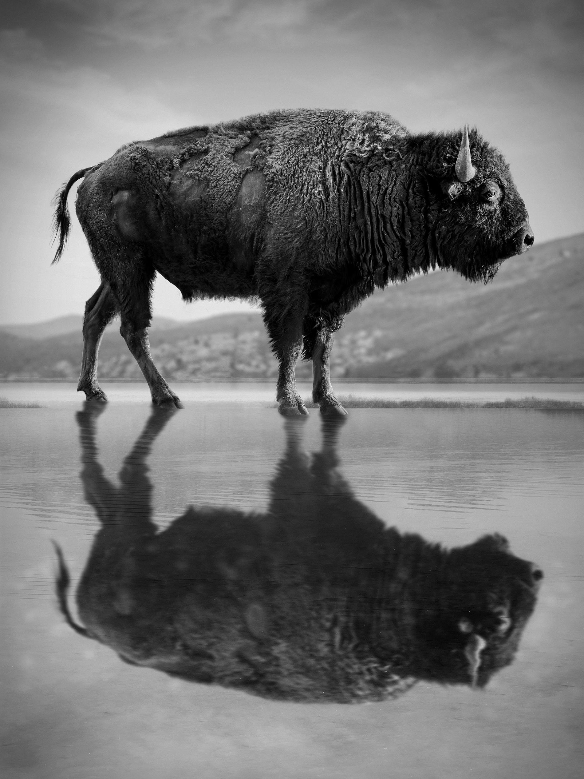 Shane Russeck Animal Print - Bison Black and White Photography "Old World" 60x40 Buffalo Photograph