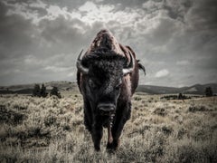 Bisonfotografie, Fotografie, Farbe, bildende Kunst, 40x60, unsigniert