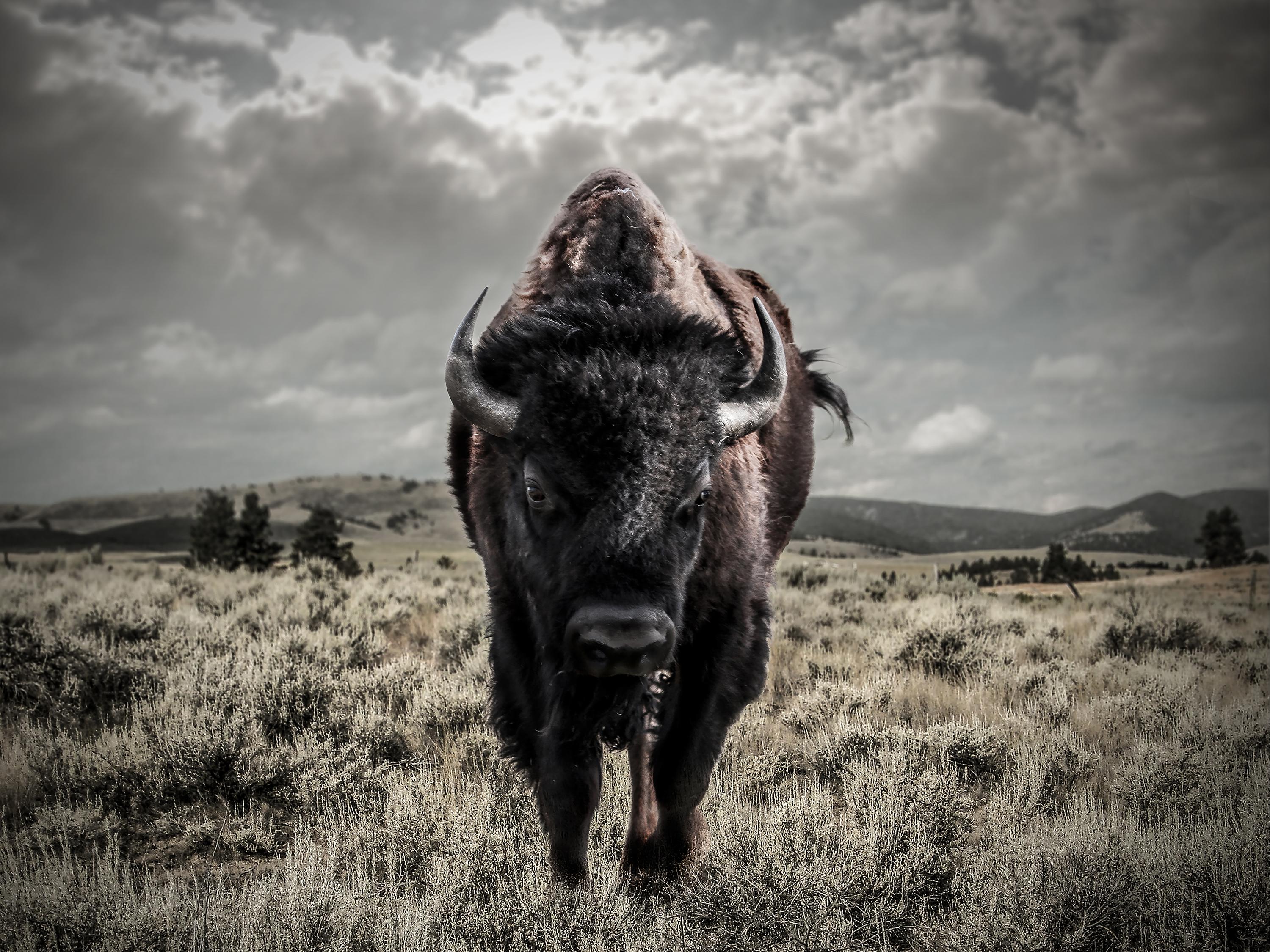 Black and White Photograph Shane Russeck - Photographie Bison, photographie, couleur, beaux-arts, 40x60 , non signée