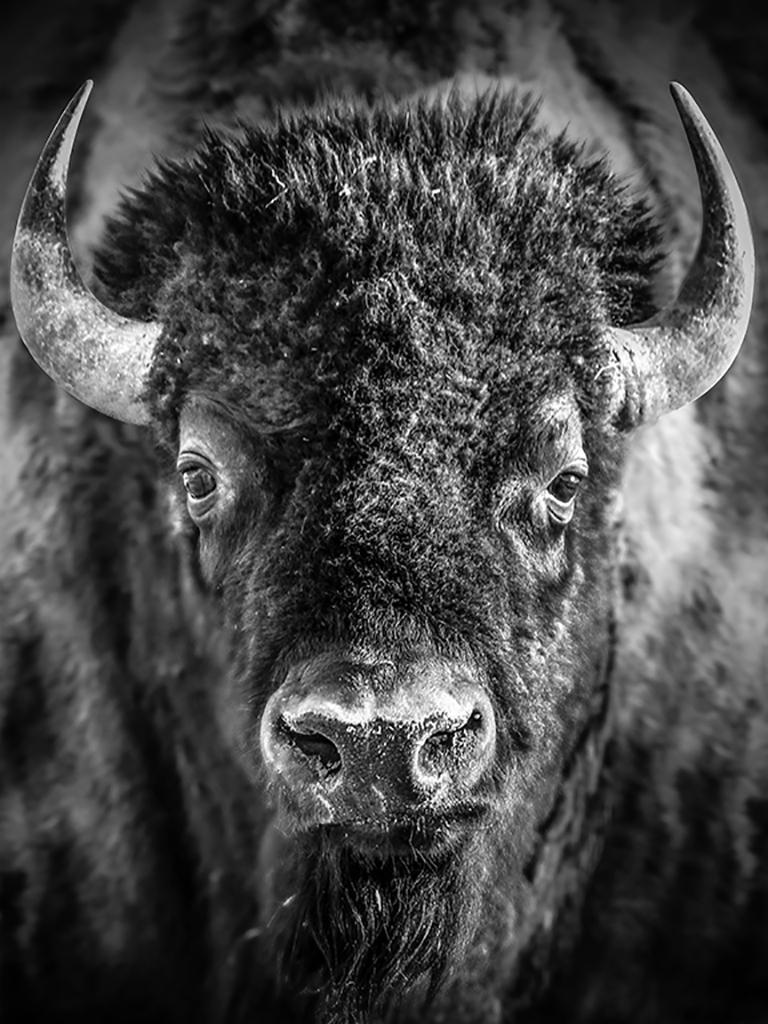 Shane Russeck Animal Print - "Bison Portrait" 15x12 - Black & White Photography Bison Buffalo Western Art