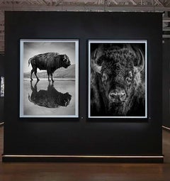 "Bison Portrait" 36x48 - Black & White Photography, Bison, Photograph Fine Art