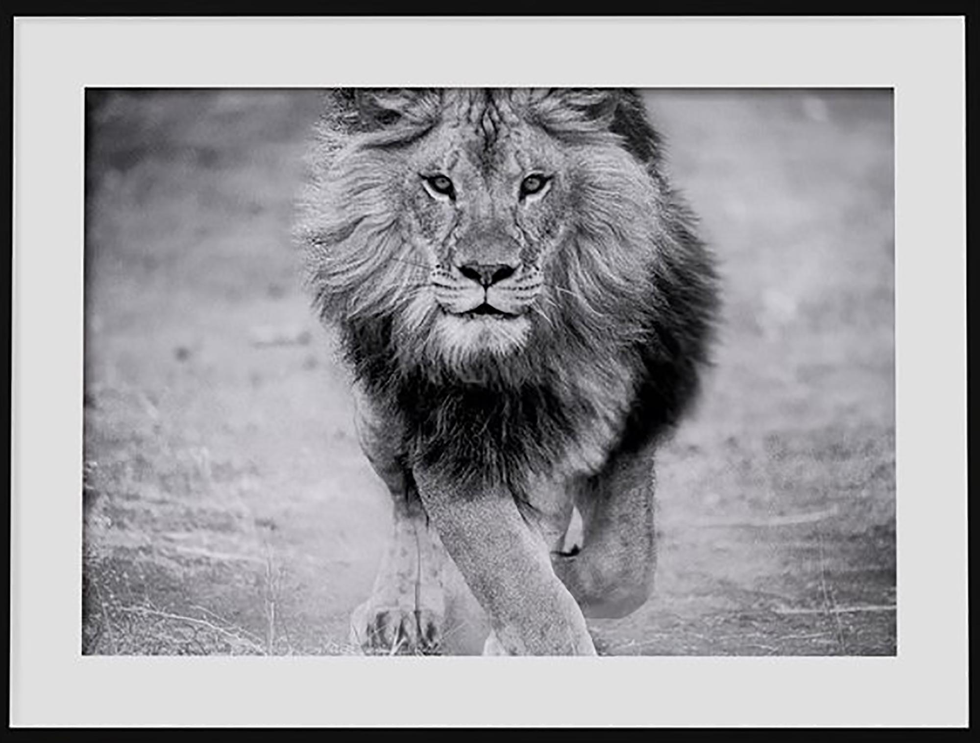 Black and White Lion Photography, Panthera Leo - 40x60, Lion Photograph Unsigned - Print by Shane Russeck