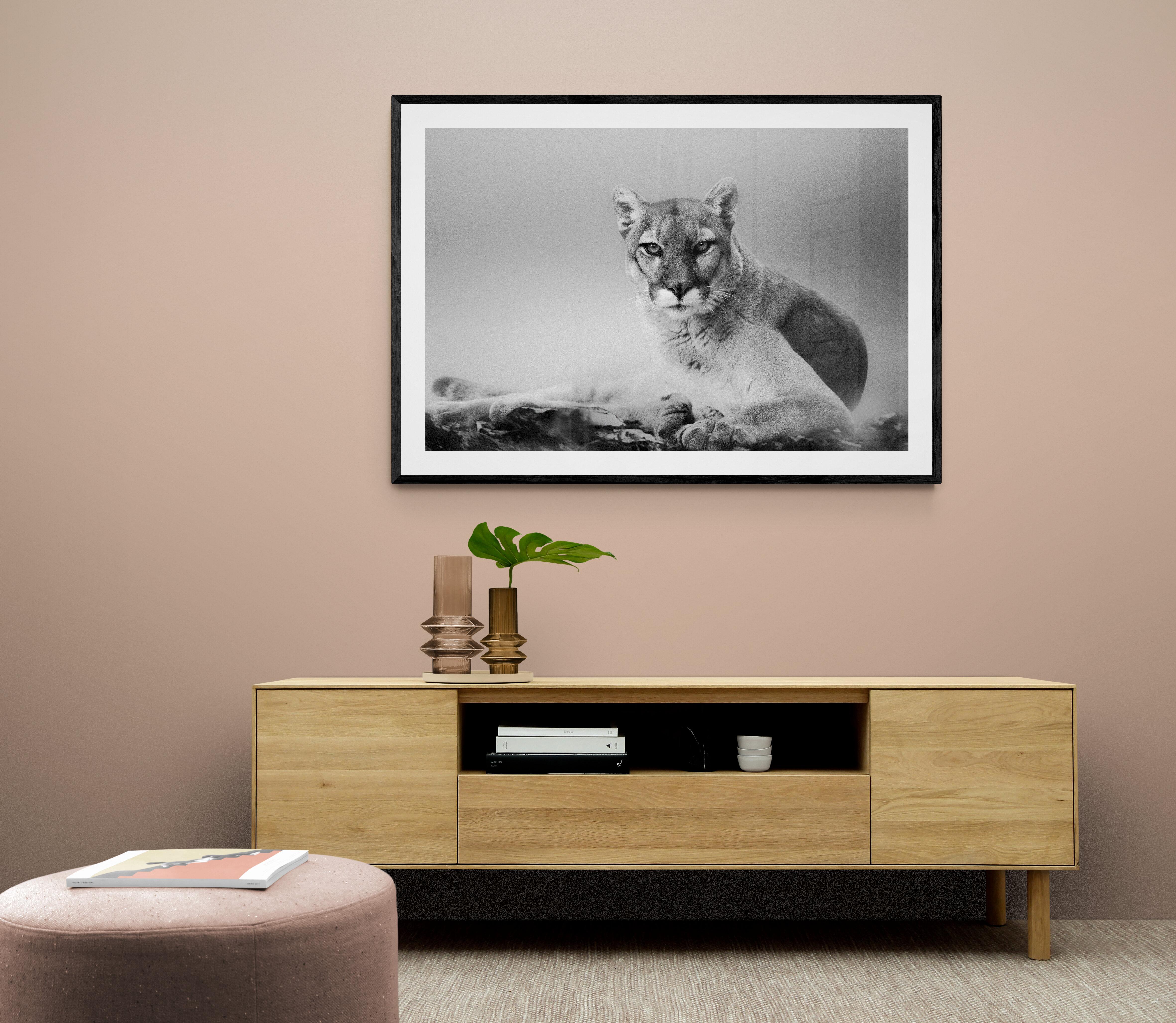 Schwarz-Weiß-Fotografie, Cougar, Berglöwe 36x48, Kunstdruck 40x60 – Photograph von Shane Russeck