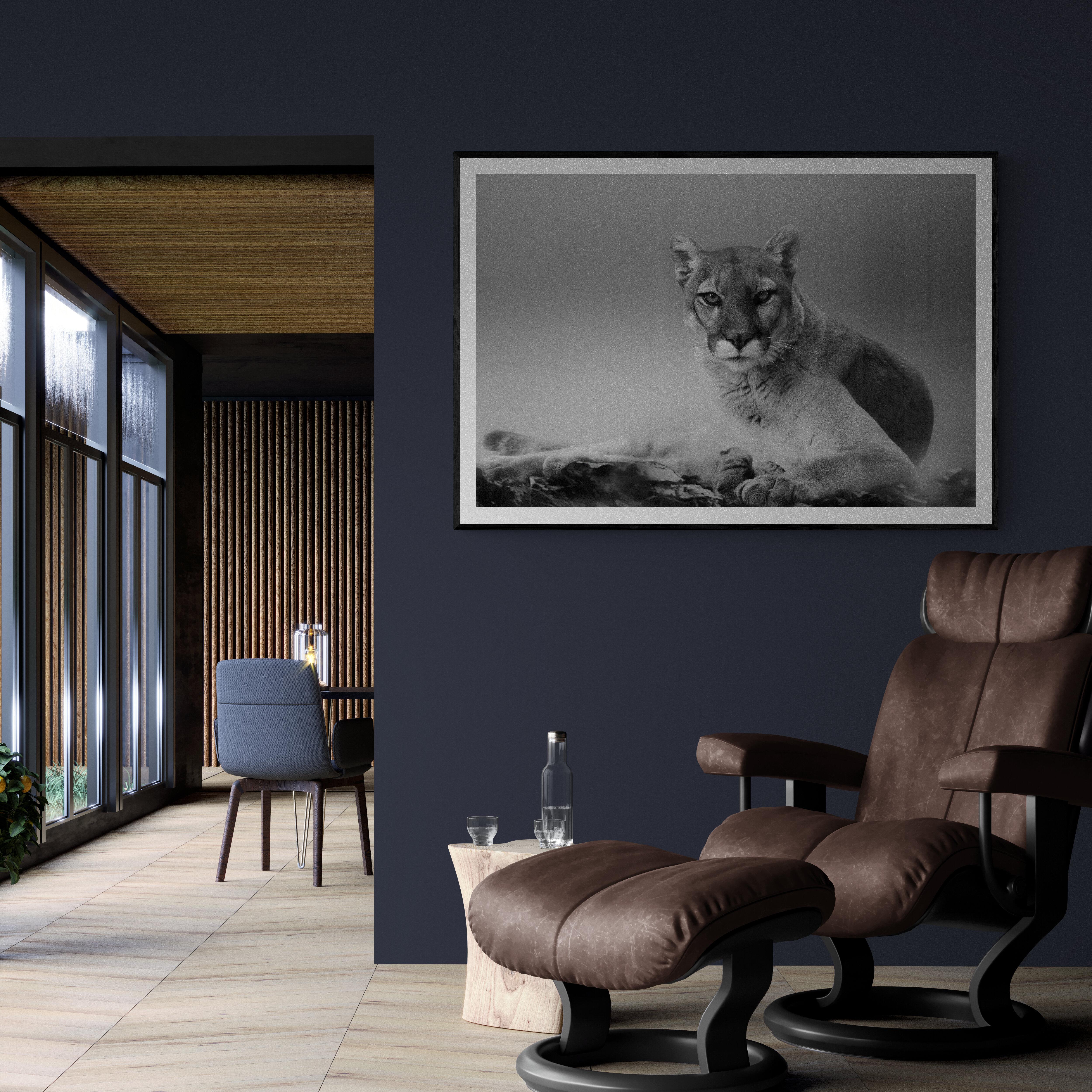 Photographie en noir et blanc, Cougar, lion de montagne 36x48, impression d'art 40x60 en vente 1