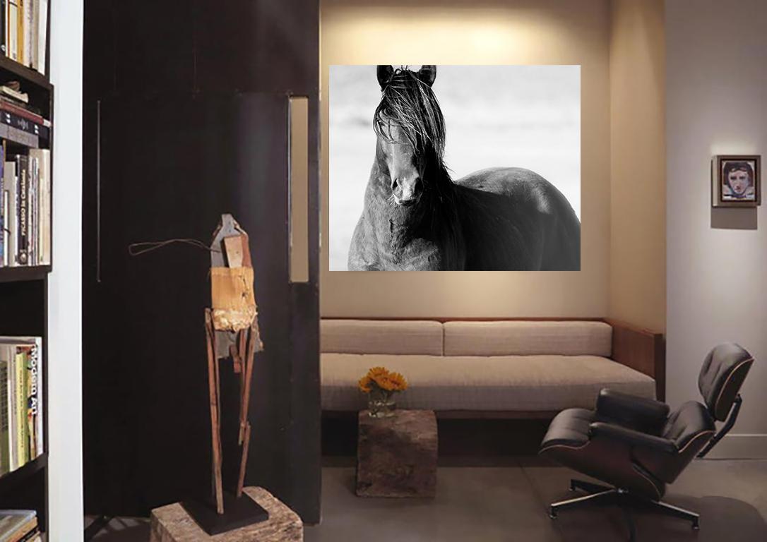Schwarz-Weiß-Fotografie eines Wildpferdes in Senf „Wild“, 40x60, bildende Kunst 2