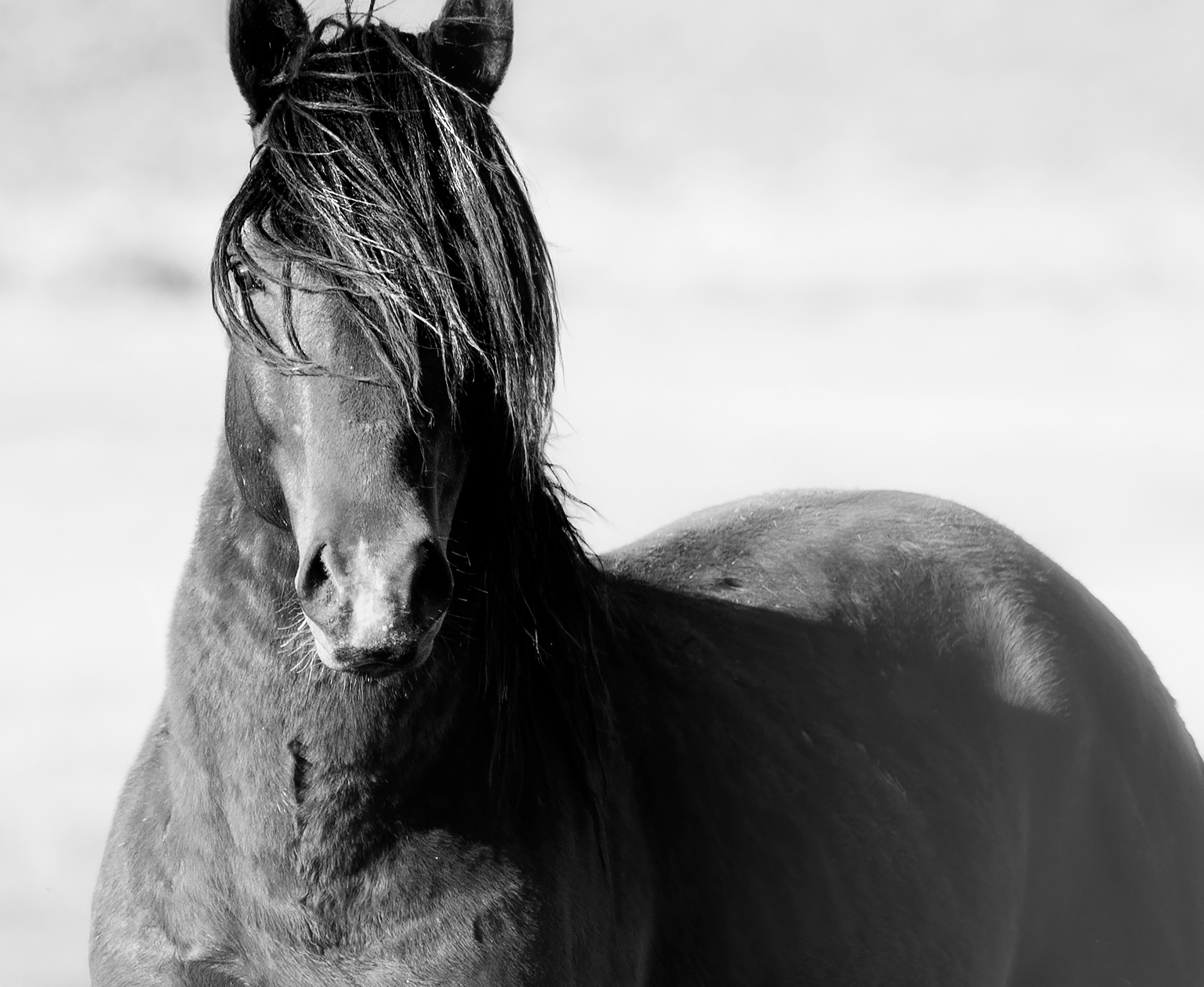 Shane Russeck Black and White Photograph – Schwarz-Weiß-Fotografie eines Wildpferdes in Senf „Wild“, 40x60, bildende Kunst