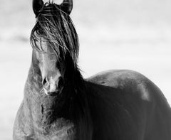 Schwarz-Weiß-Fotografie eines Wildpferdes in Senf „Wild“, 40x60, bildende Kunst