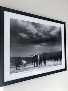 Black and White Photography of Wild Horses, Mustangs  "The Calm" 28x40 Unsigned