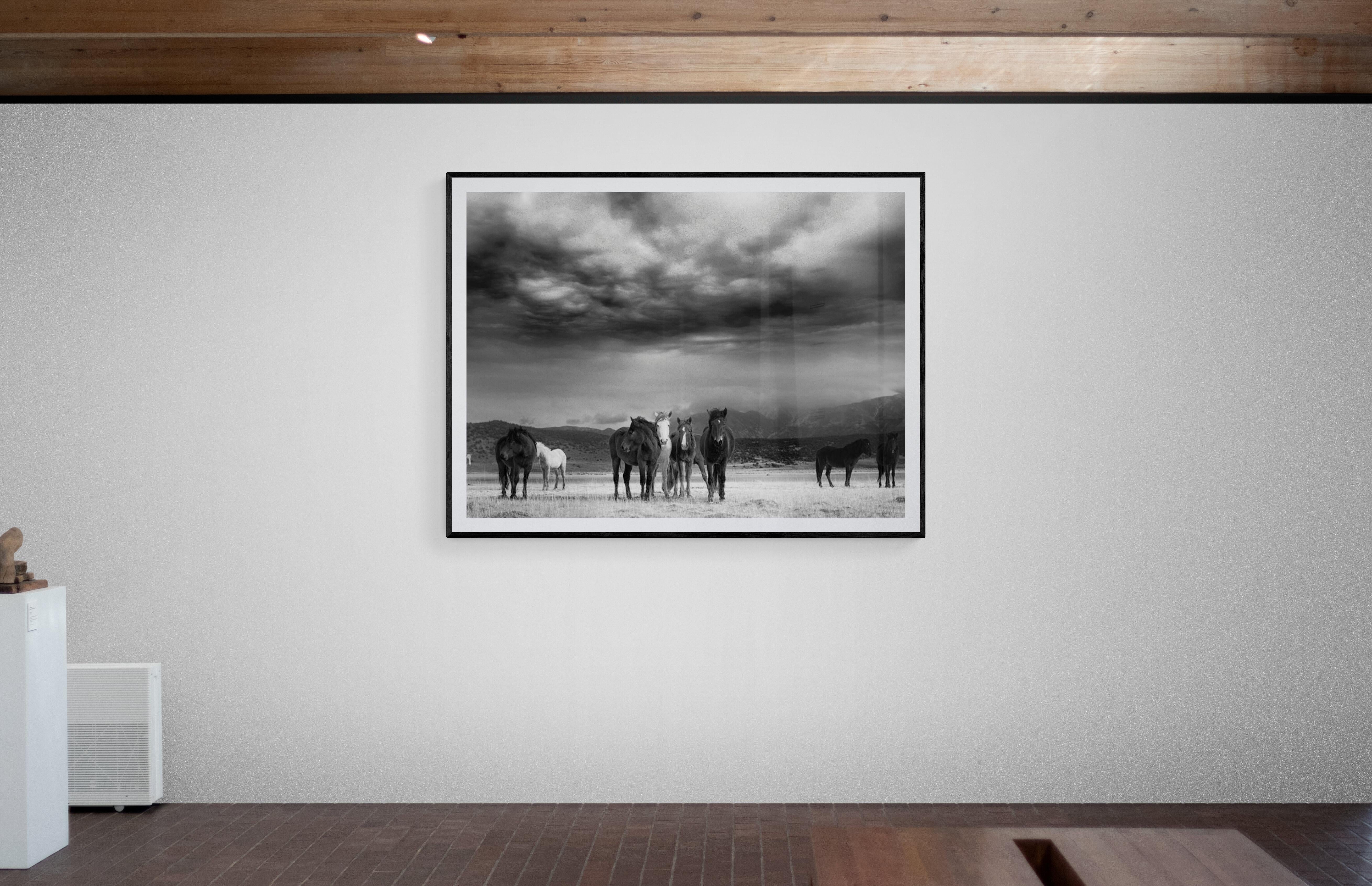 Dies ist eine zeitgenössische Schwarz-Weiß-Fotografie von American Wild Mustangs. 
