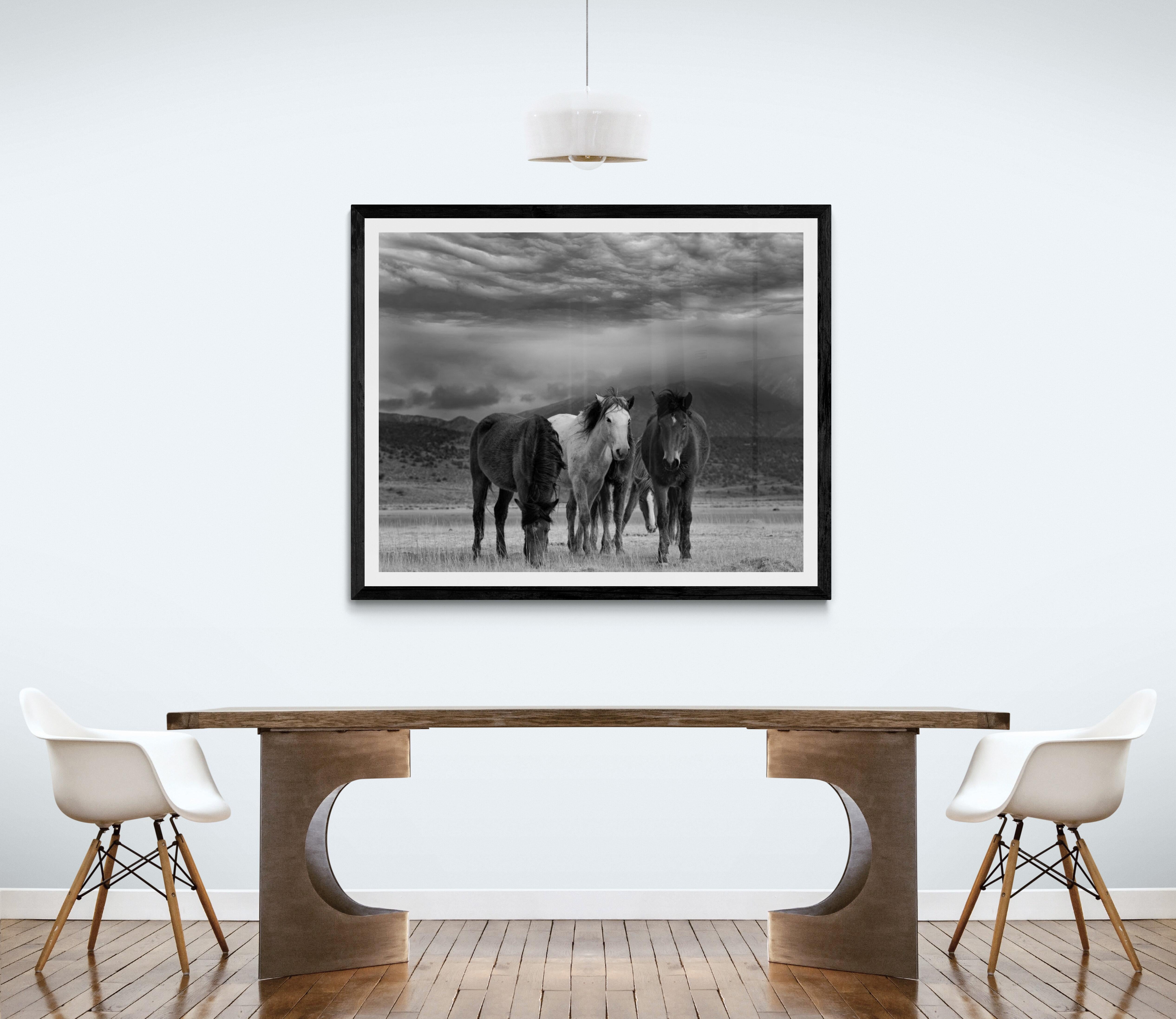 Black and White Photography Wild Horses, Mustangs, Dust & Horses 40x50 Unsigned 1