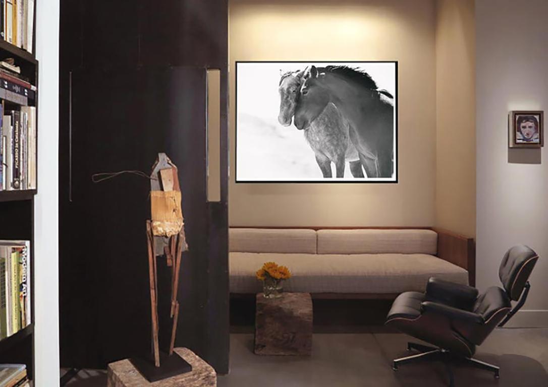 Fotografia in bianco e nero Cavalli selvatici, Mustang 