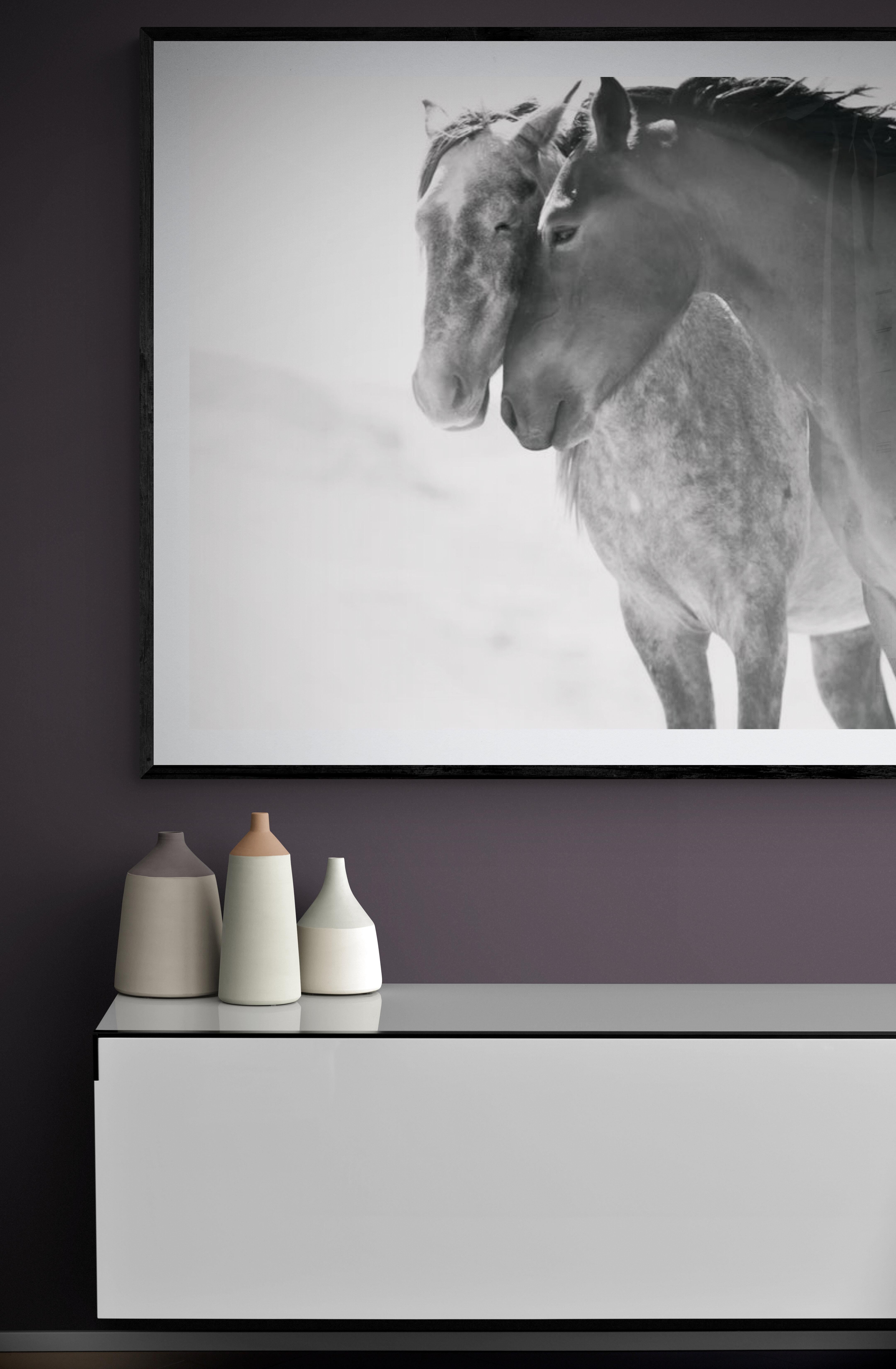 Fotografia in bianco e nero Cavalli selvatici, Mustang 