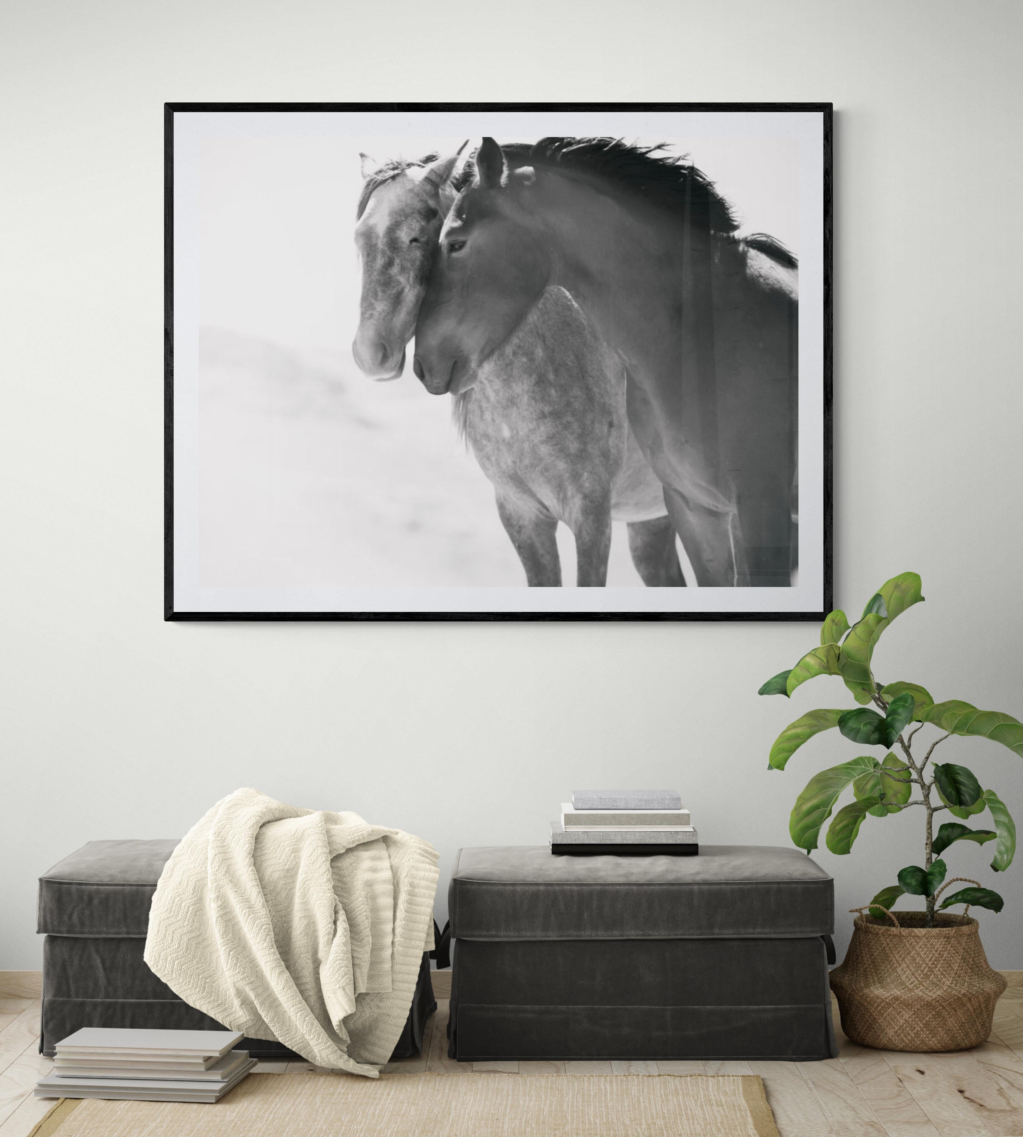 Fotografia in bianco e nero Cavalli selvatici, Mustang 