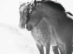 Black and White Photography Wild Horses, Mustangs "Soulmates" 36x48 Signed AP 