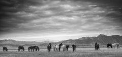 Black and White Wild Horse Photography, Mustangs "Gangs All Here" 25x40 ,Signed