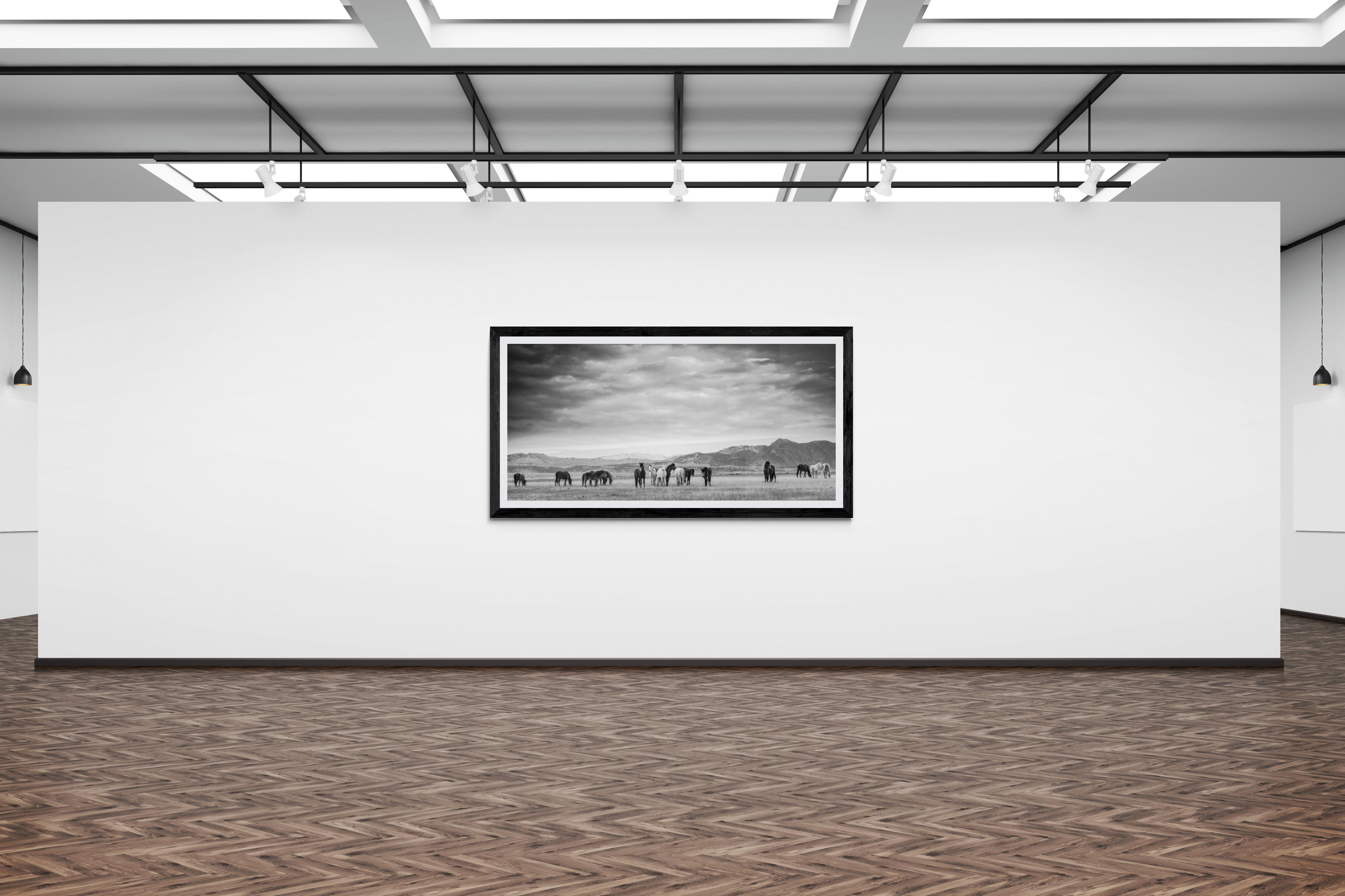 Schwarz-Weiß-Fotografie von Wildpferden, Mustangs „Gangs All Here“, 90x40, signiert (Grau), Black and White Photograph, von Shane Russeck