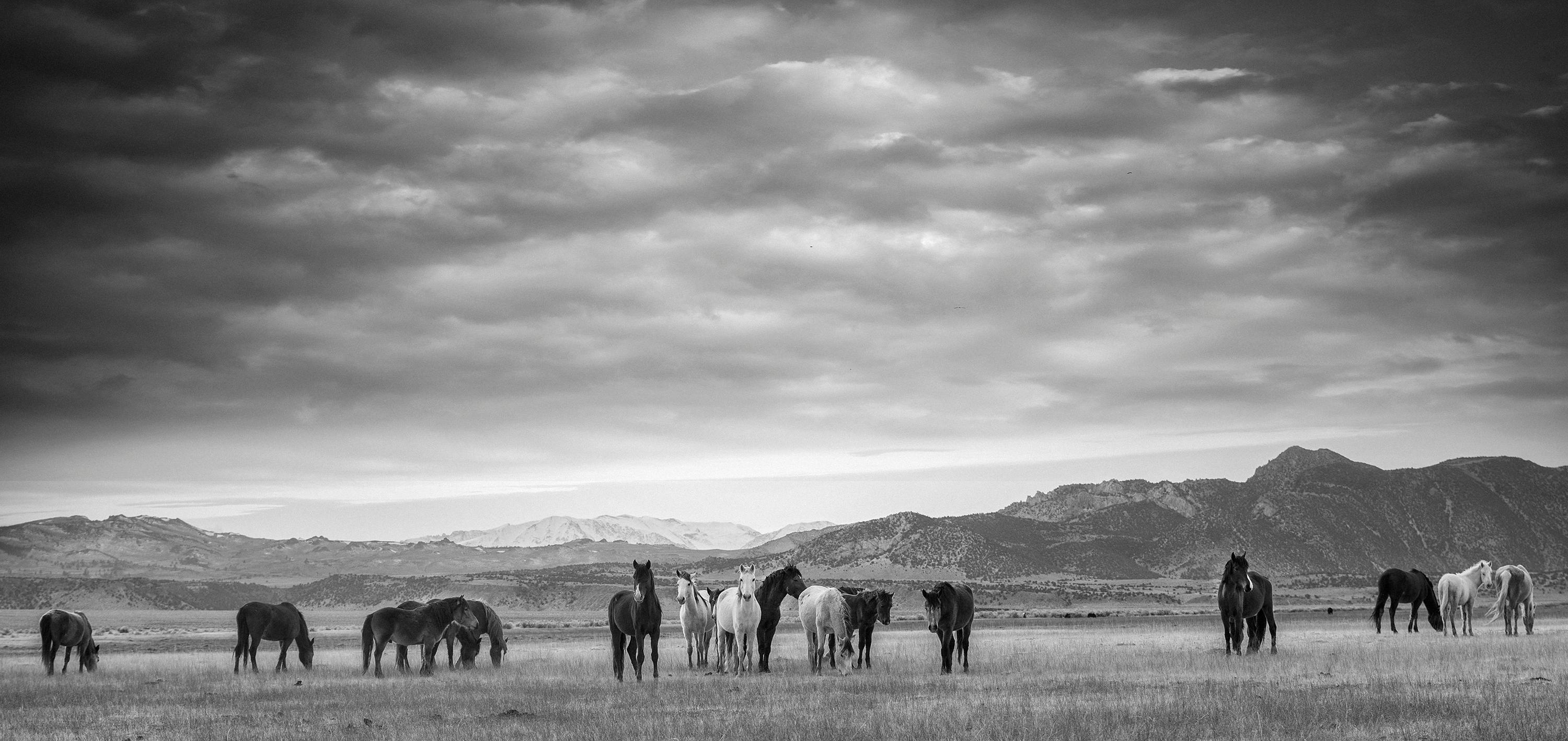 Black and White Photograph de Shane Russeck - Fotografía en blanco y negro de caballos salvajes, Mustangs "Gangs All Here" 90x40 , Firmado