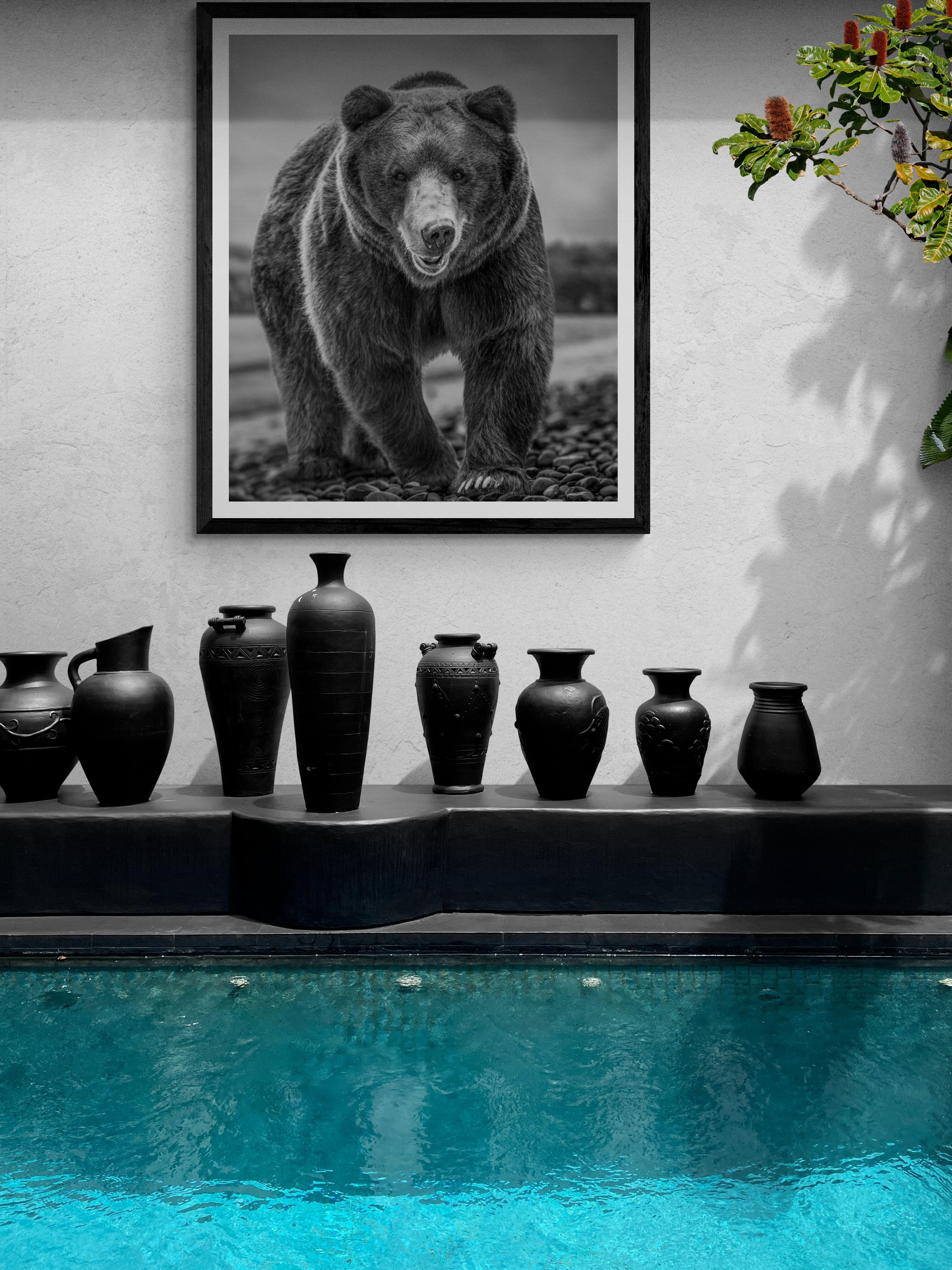 Black & White Photography, Grizzly Bear, Fine Art Photograph 