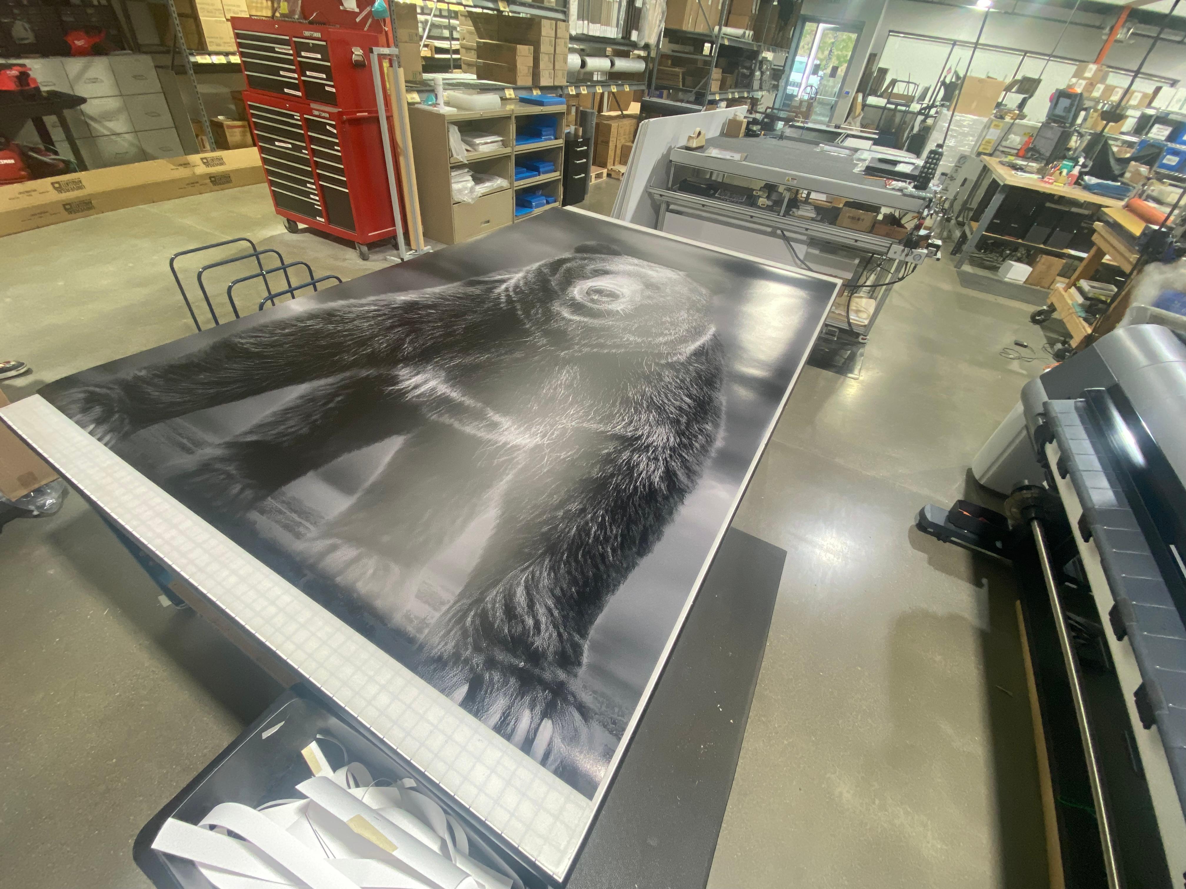 Photographie en noir et blanc, Kodiak, « Bear Grizzly Times » comme ces 90x60  en vente 8