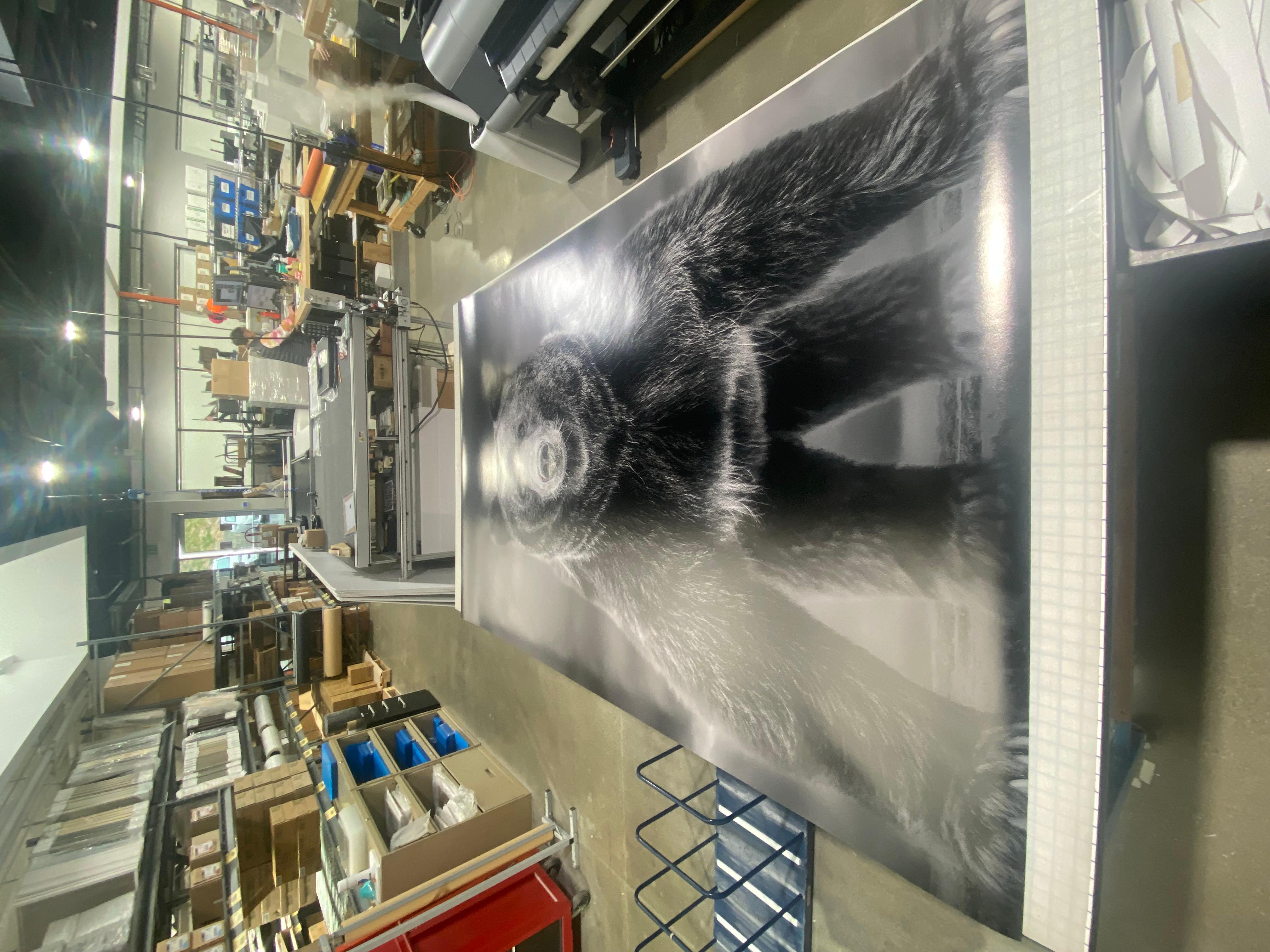 Photographie en noir et blanc, Kodiak, « Bear Grizzly Times » comme ces 90x60  en vente 9