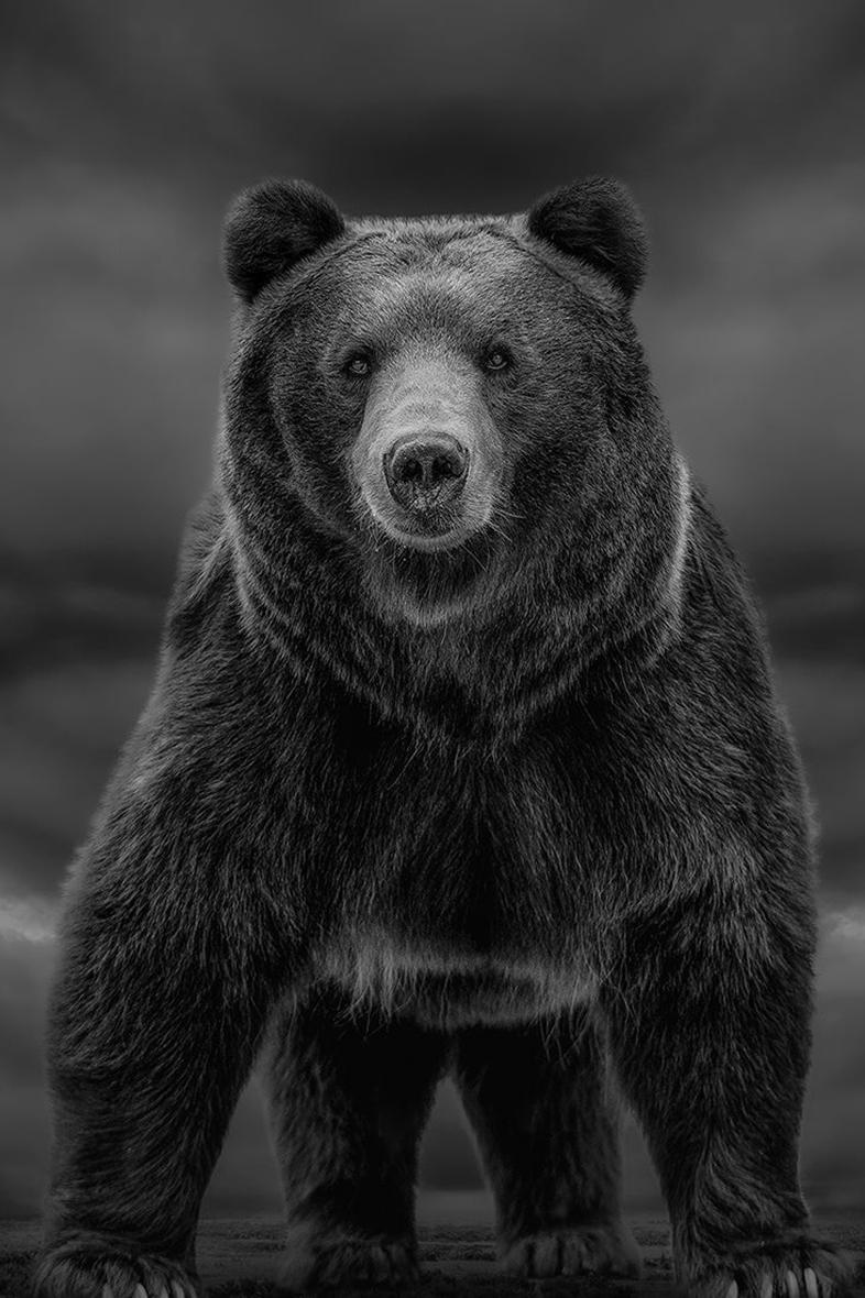 Shane Russeck Black and White Photograph – Schwarz-Weiß-Fotografie, Kodiak, Bär Grizzly Times Like These 90x60 