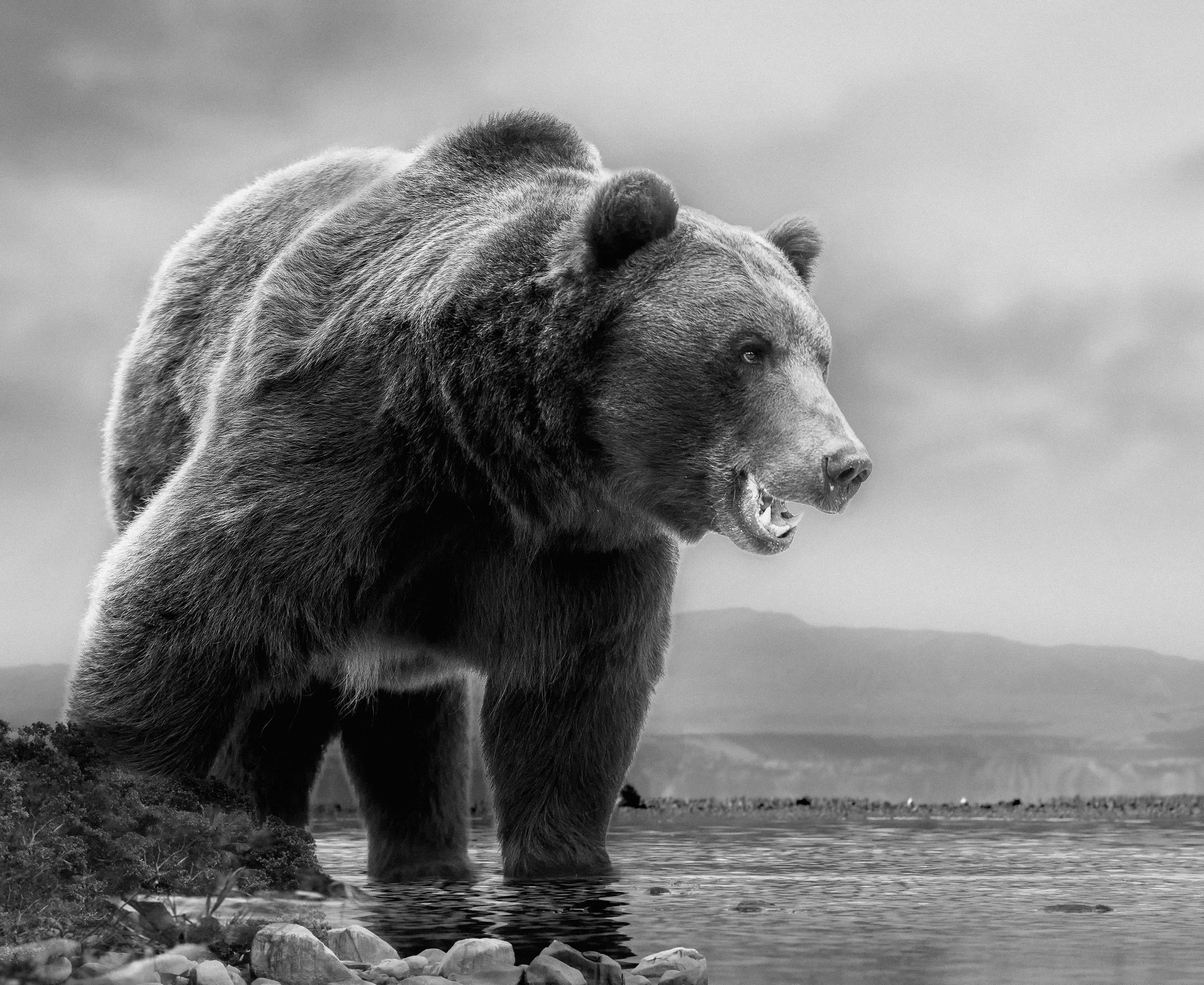 Shane Russeck Animal Print - Black & White Photography, Kodiak, Grizzly Bear "On The Waterfront" 50x60 Art