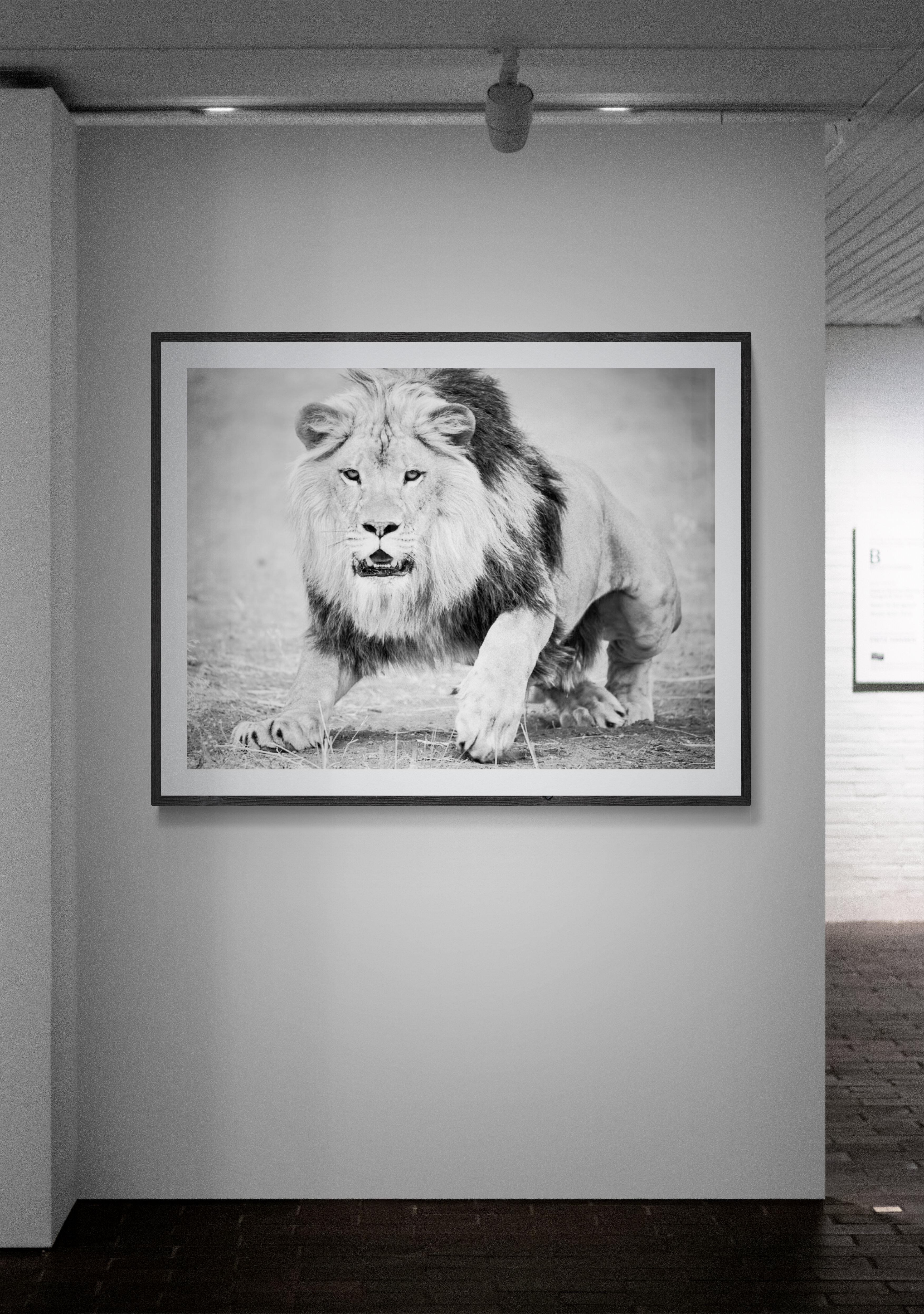 Black & White Photography, Lion Photograph 
