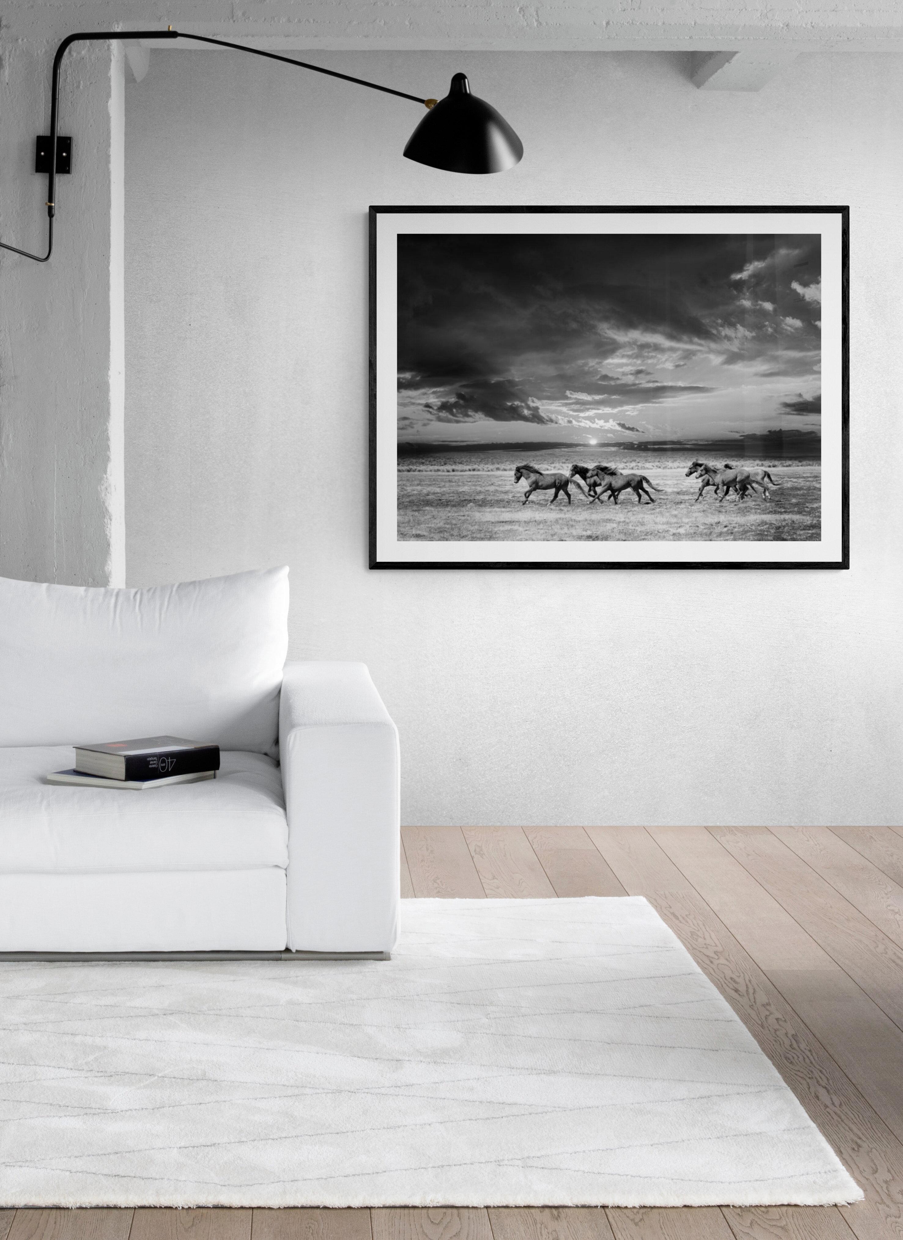 Photographie en noir et blanc de chevaux sauvages « Chasing the Light » 60x40 Mustangs 8