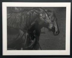Black & White Photography Wild Horses, Mustangs, Photograph Dark Horses "36x48"