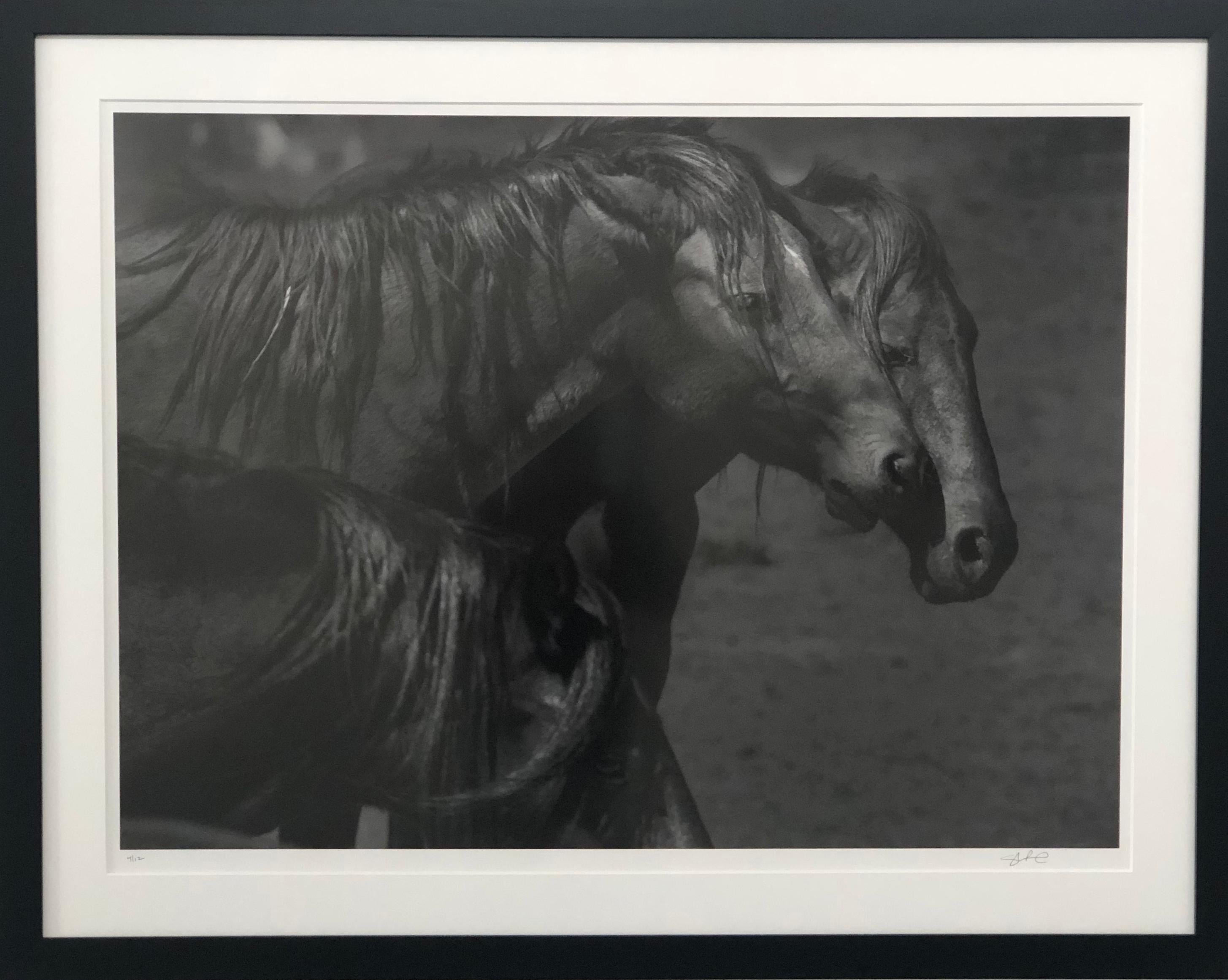 This is a contemporary black and white photograph of Northern California Wild Mustangs. 
