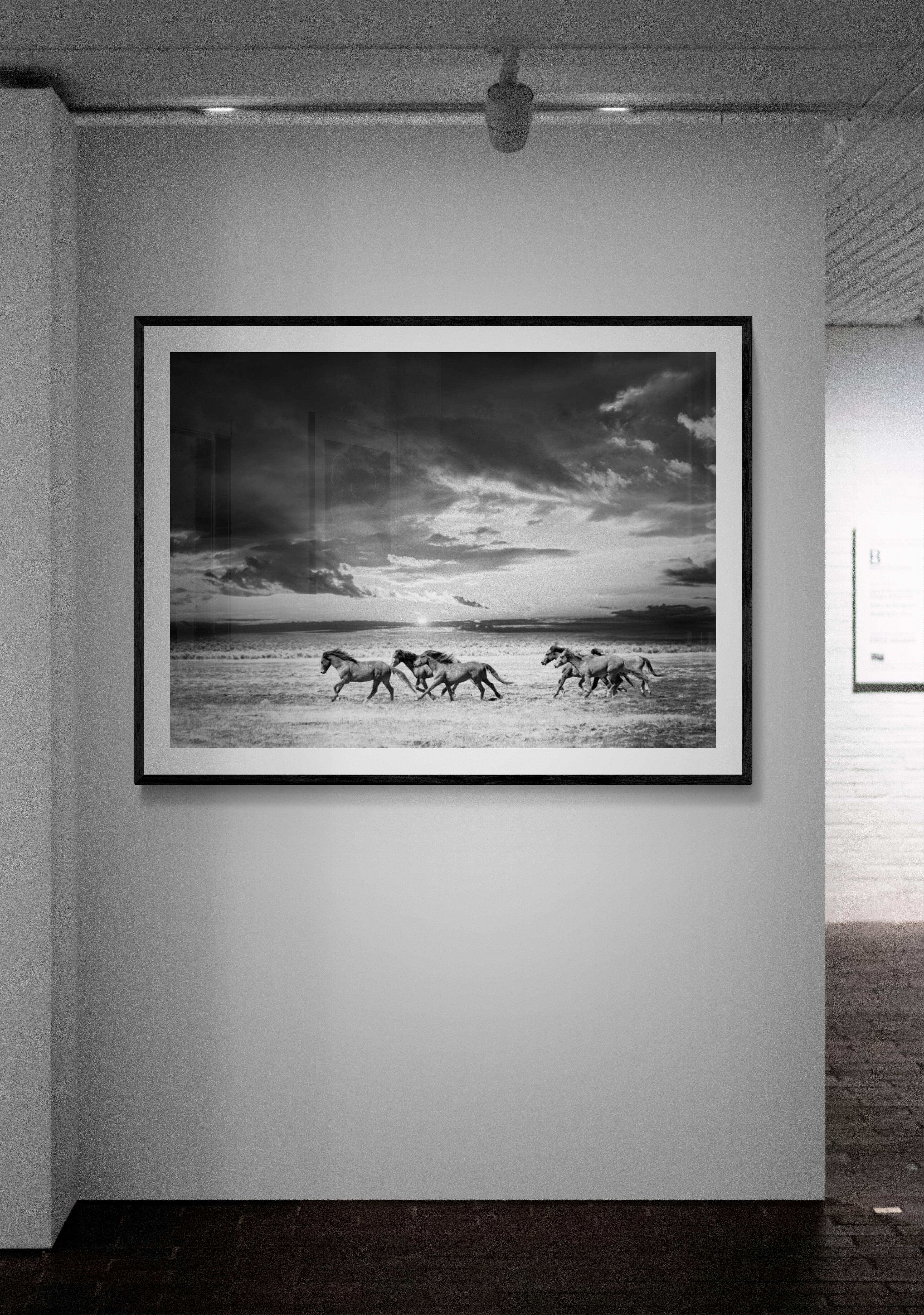 Persiguiendo la luz- Fotografía en blanco y negro 28x40 Caballos salvajes Mustangs Firmado - Animal Print Gris de Shane Russeck
